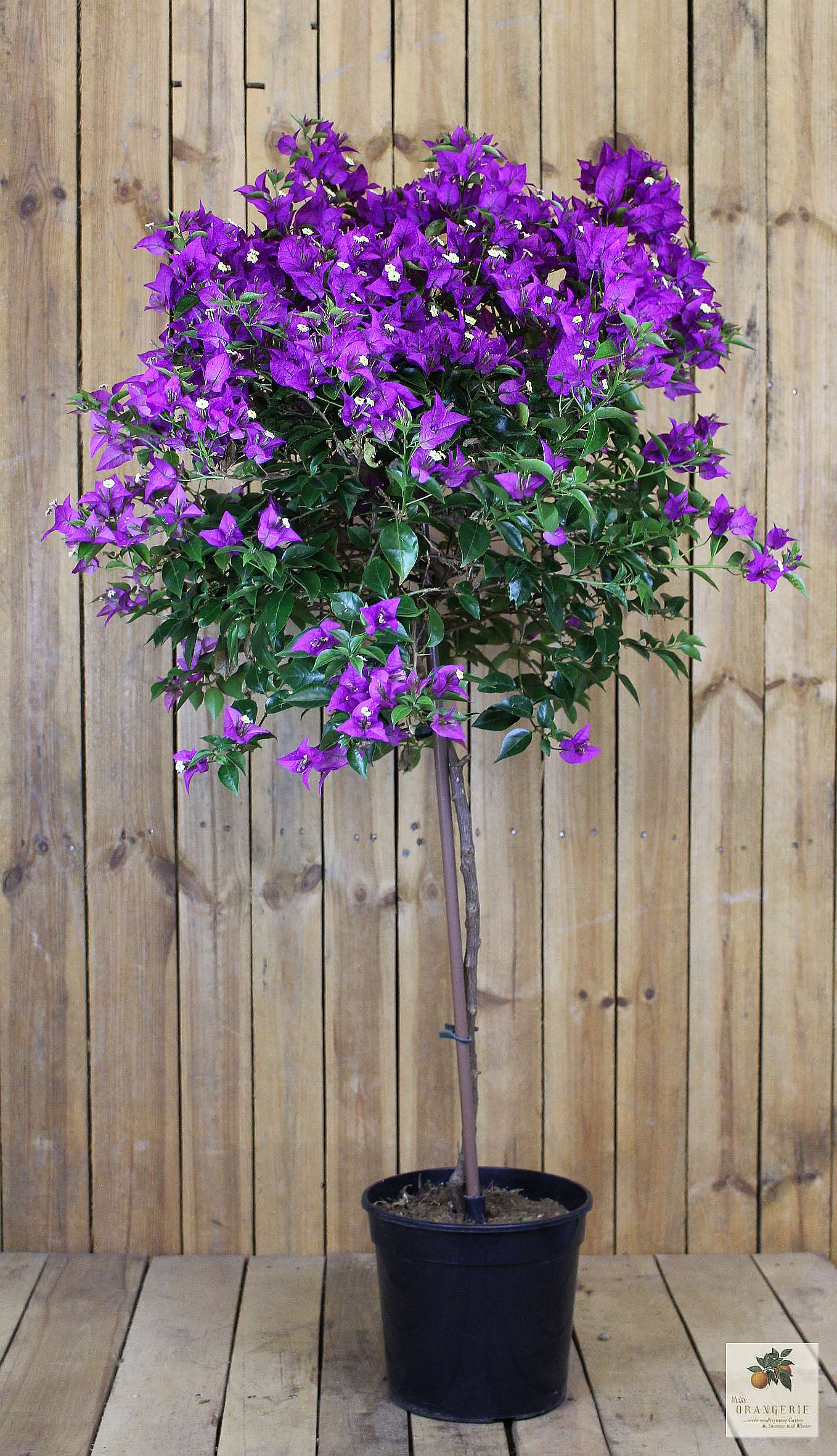 Bougainvillea Stamm [GRANDE]