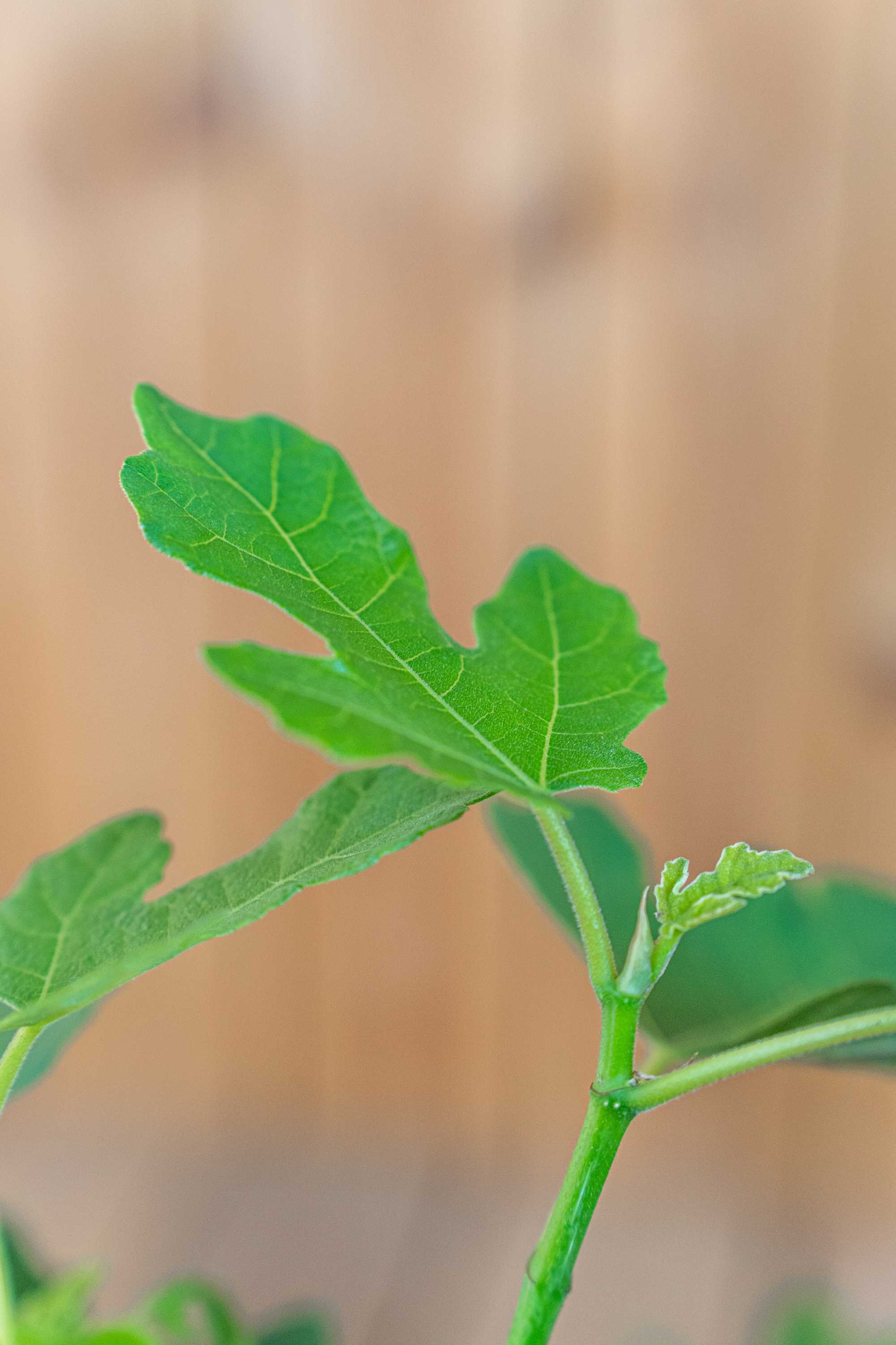 Feige Ficus Carica - Busch im Terracotta-Topf - Bornholmfeige - besonders winterhart