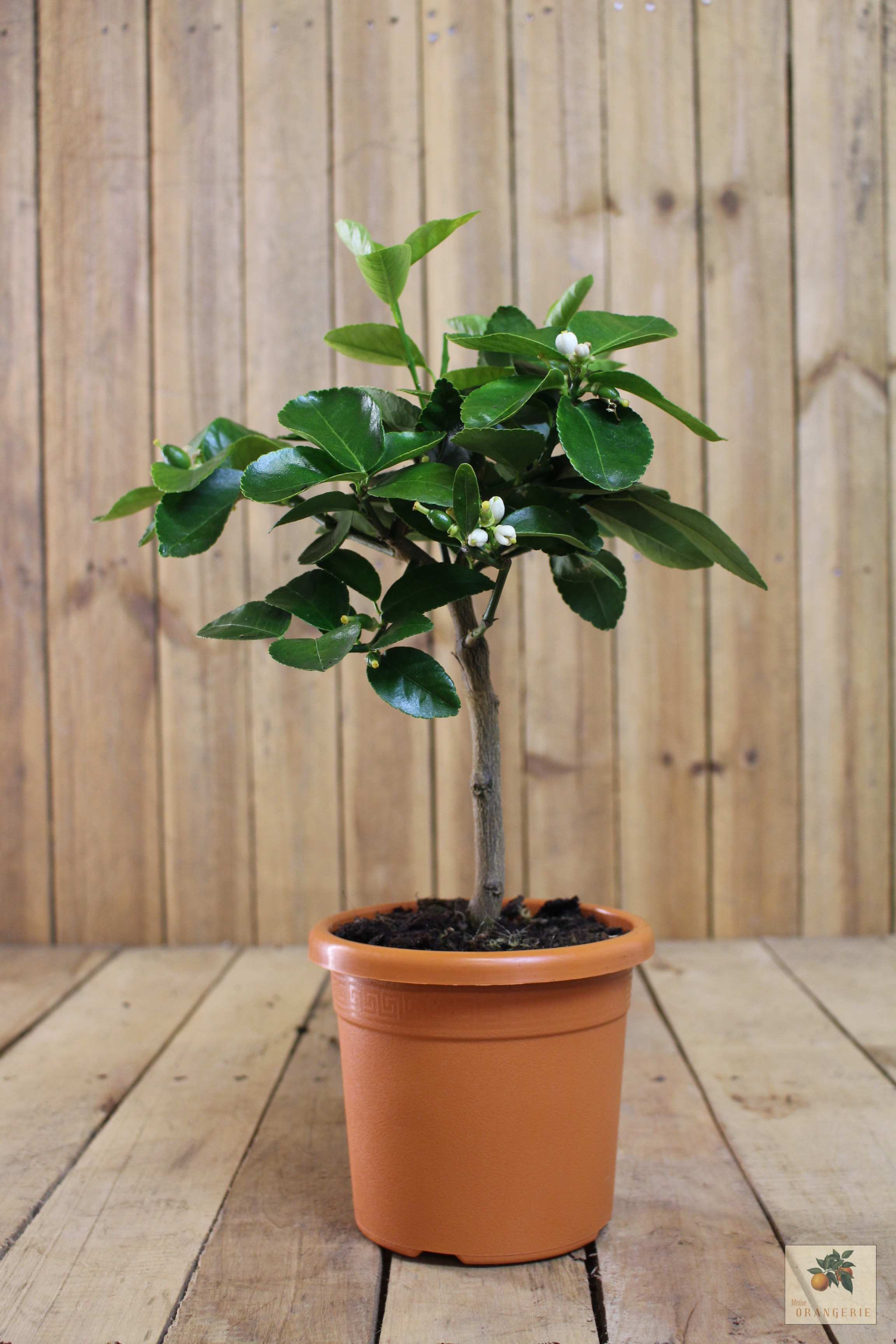 Tahiti Limette - Persische Limette - Citrus Latifolia