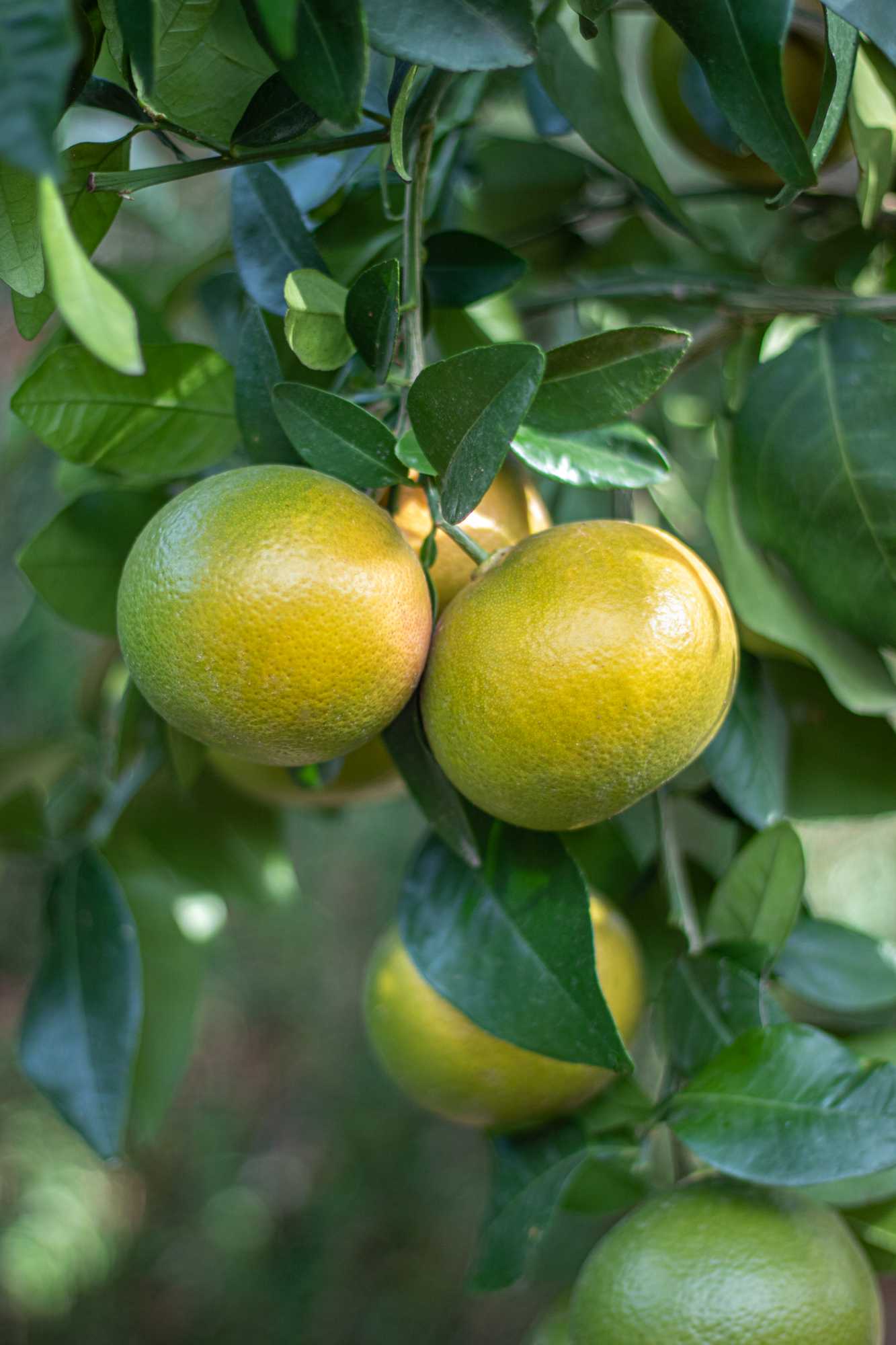 Grapefruit [Molto Grande] - Citrus paradisi