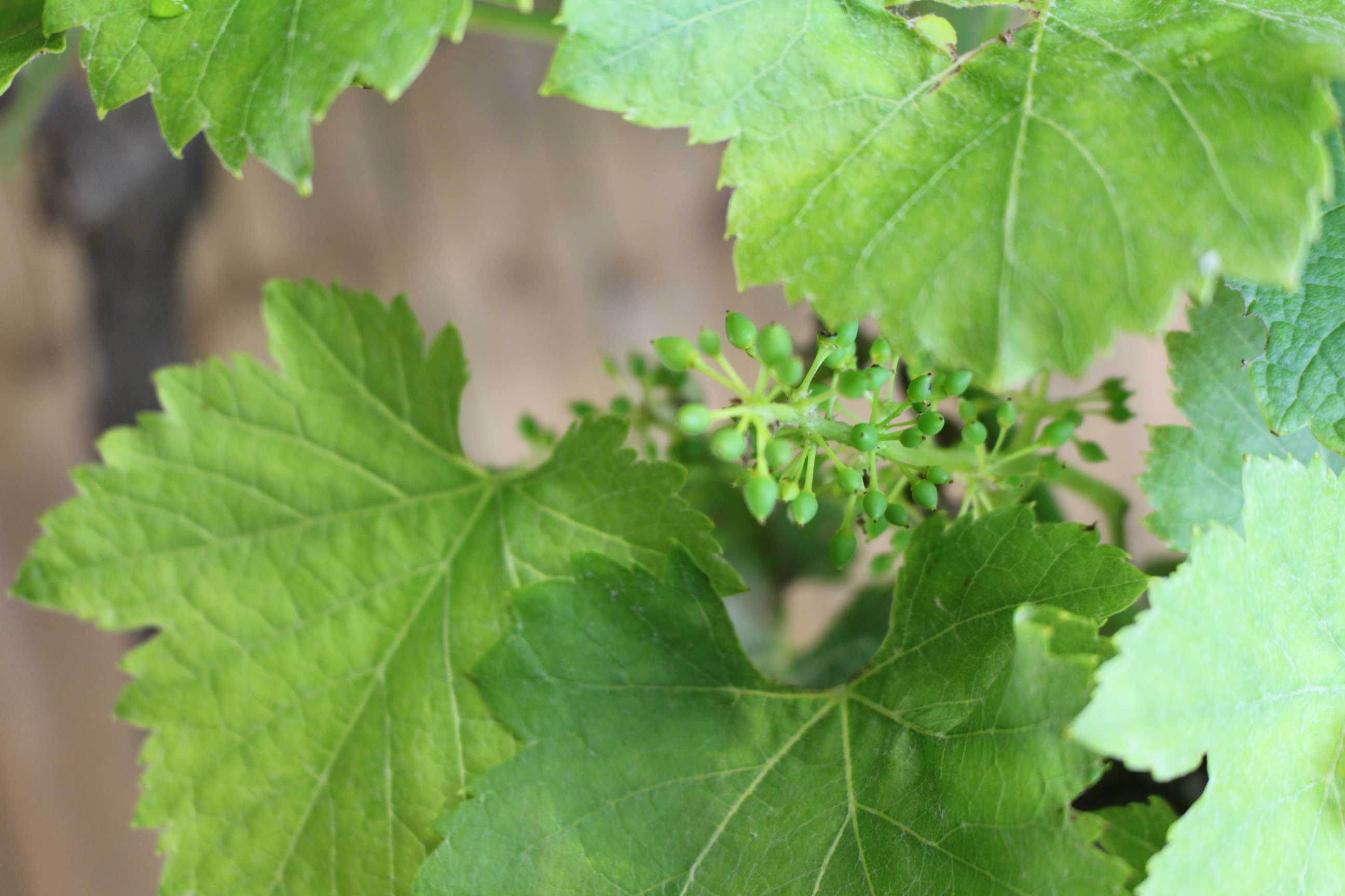 Weinrebe Vitis Vinifera [GRANDE]   