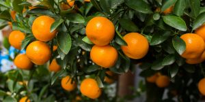 Mandarinenbäume