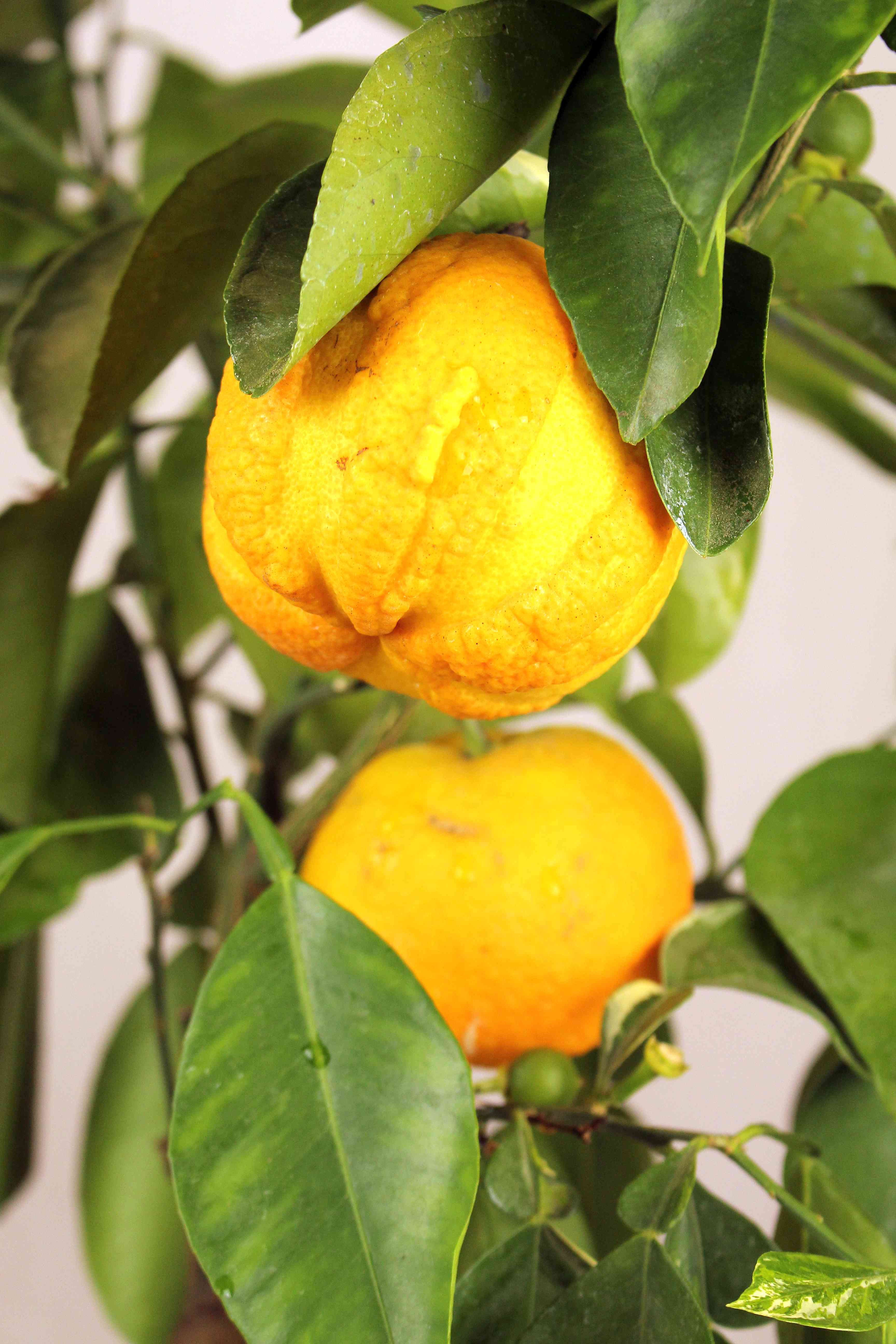 Gestreifte Bitterorange - Citrus aurantium virgatum 