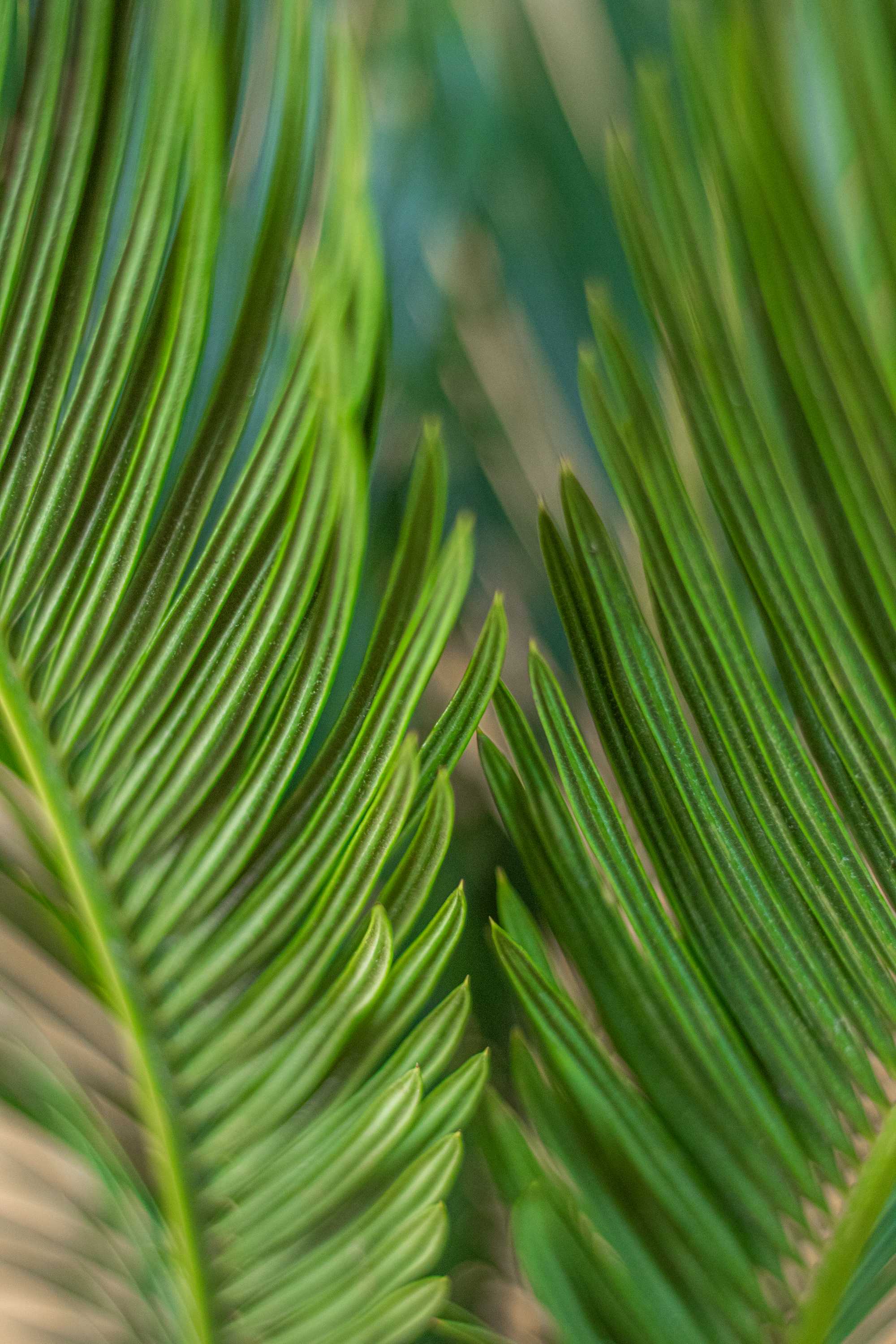 Palme Cycas revoluta [Mezzo]