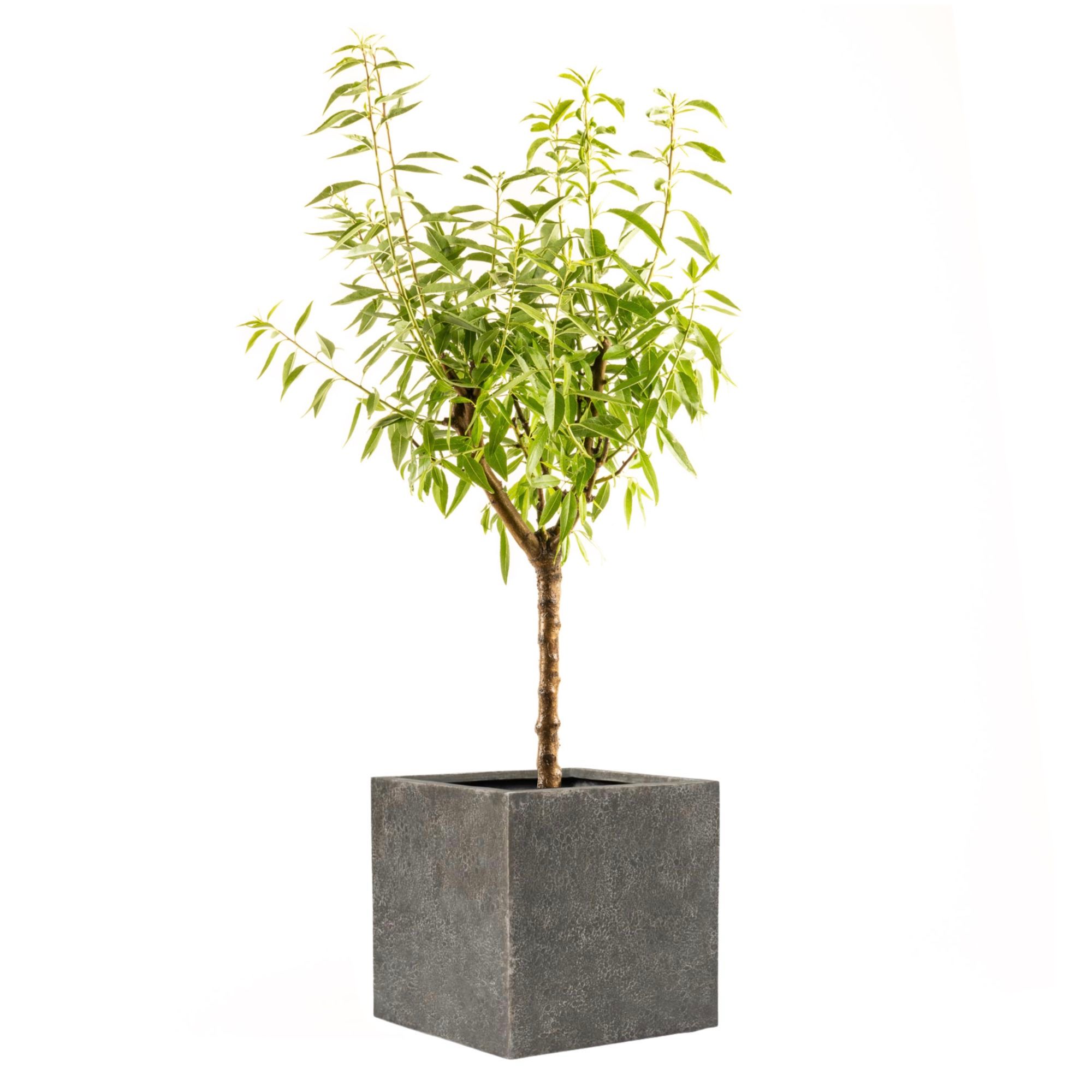 Pflanztopf Prato Vulcano Scuro - eckig - Edles Pflanzgefäß aus GFK - Leicht & Robust