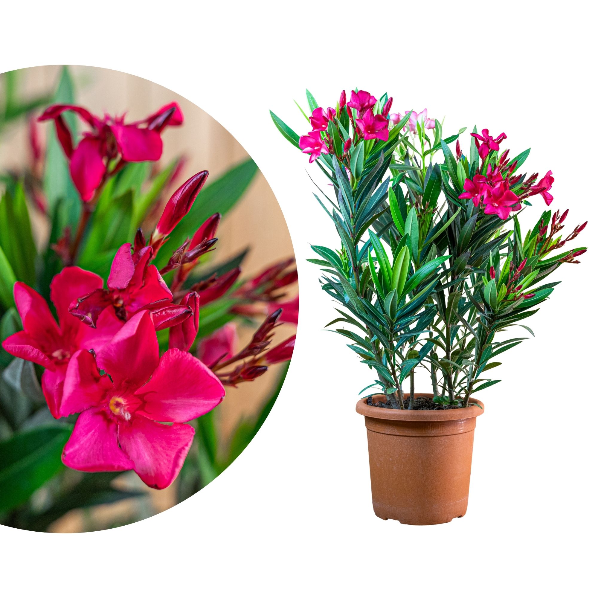Dunkel-Pinker Oleander 'Italia' [Grande]