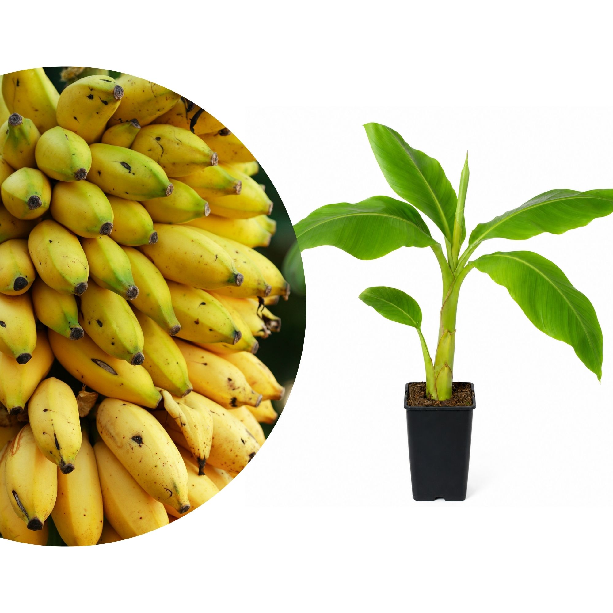 Winterharte Banane Musa Basjoo Piccolo - exotische Bananenstaude - Bananenpflanze für Garten, Terrasse & Balkon
