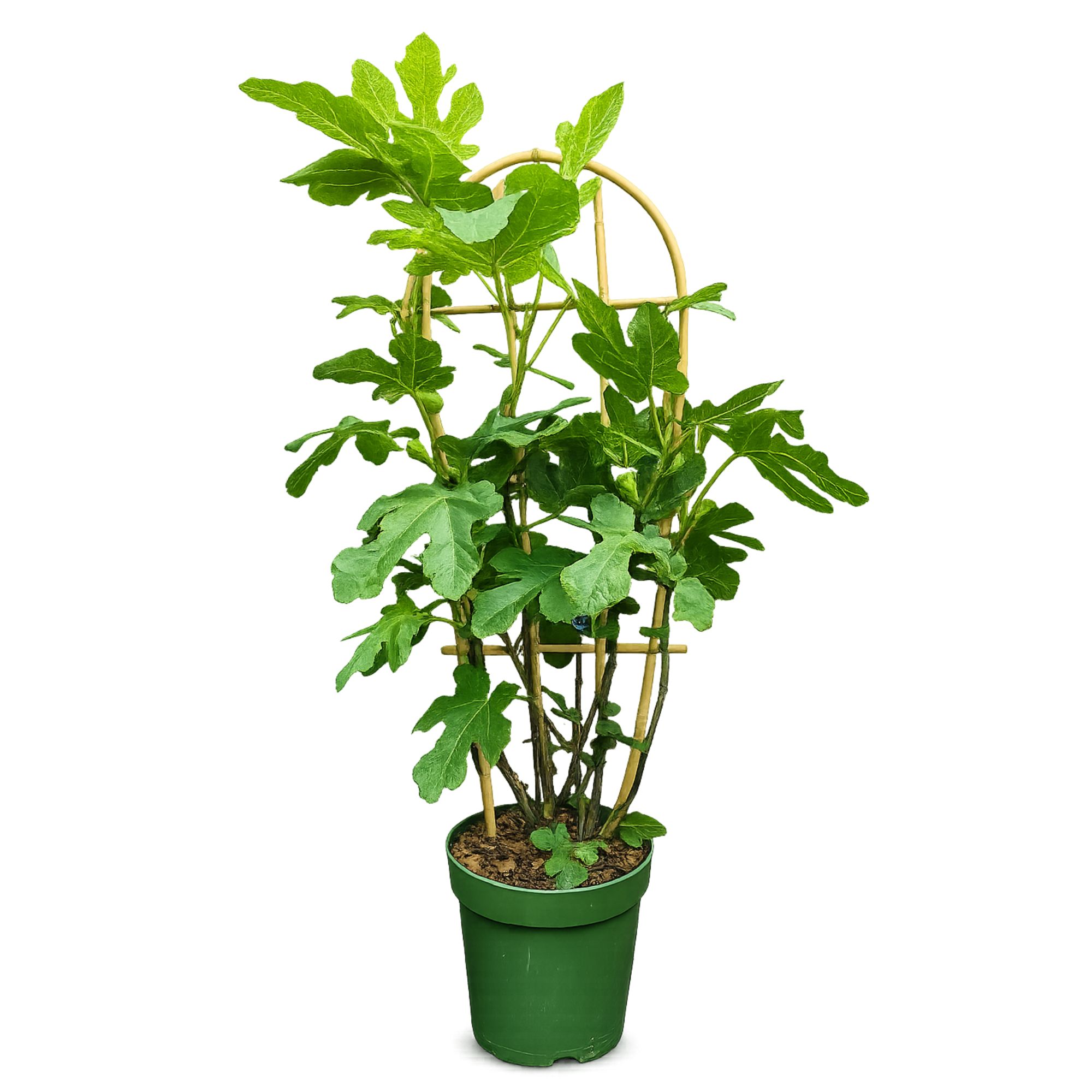 BIO Feige Stämmchen [Grande] - Ficus carica "Gustissimo Perretta"