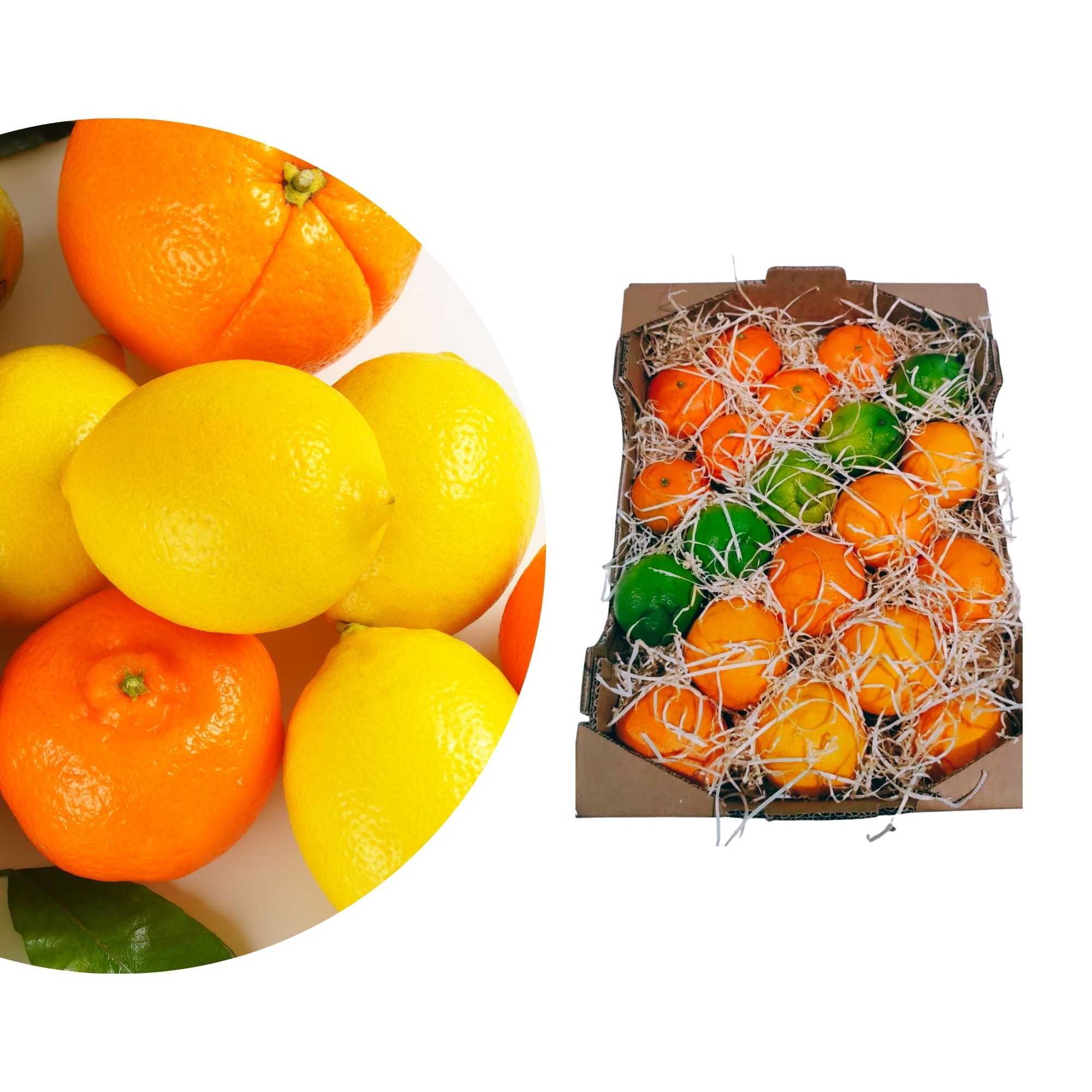 Sizilianischer Citrus Mix - Obstkiste - Bio Citrus Mix - Orangen, Clementinen, Zitronen