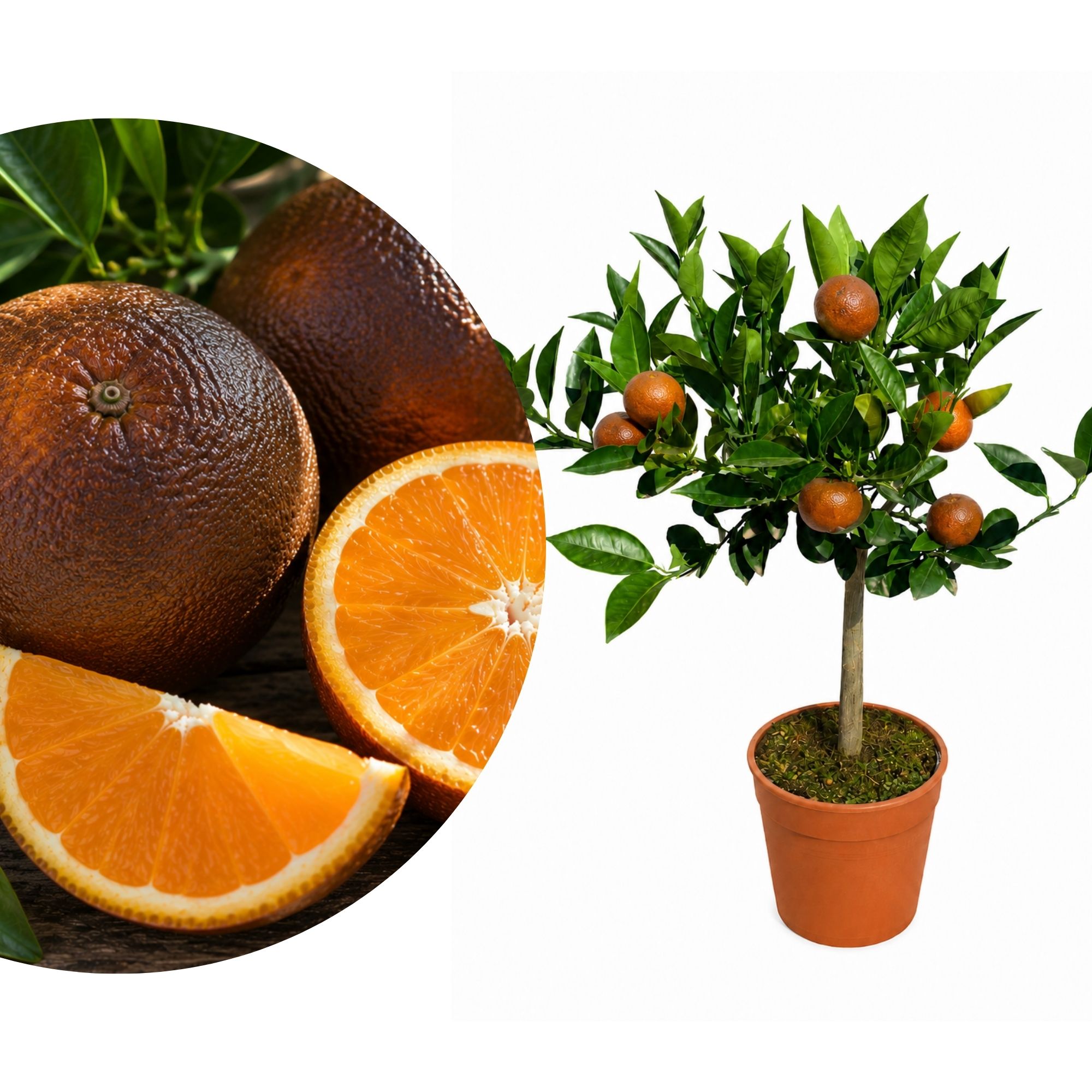 Orangenbaum - Sonder-Sorte: 'Chocolate Navel'