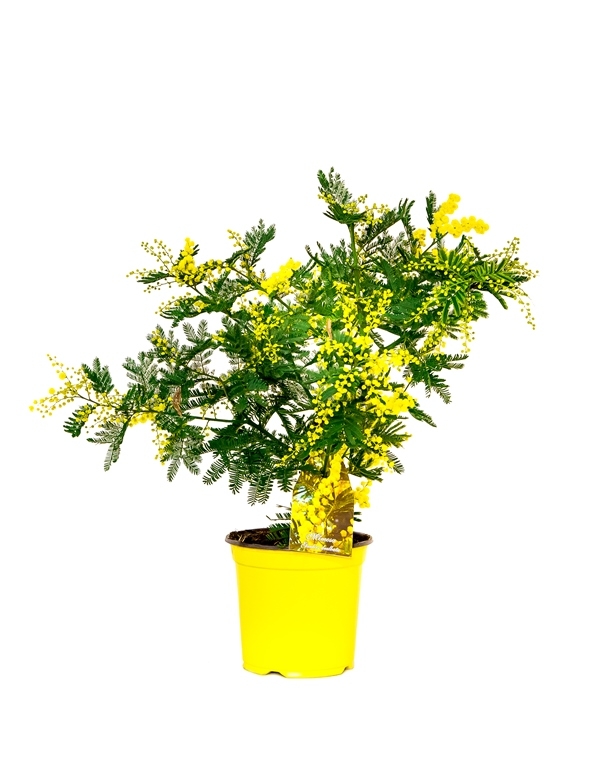 Wintermimose Busch - Mimosa 'Gaulois Astier' - Acacia dealbata - Silberakazie