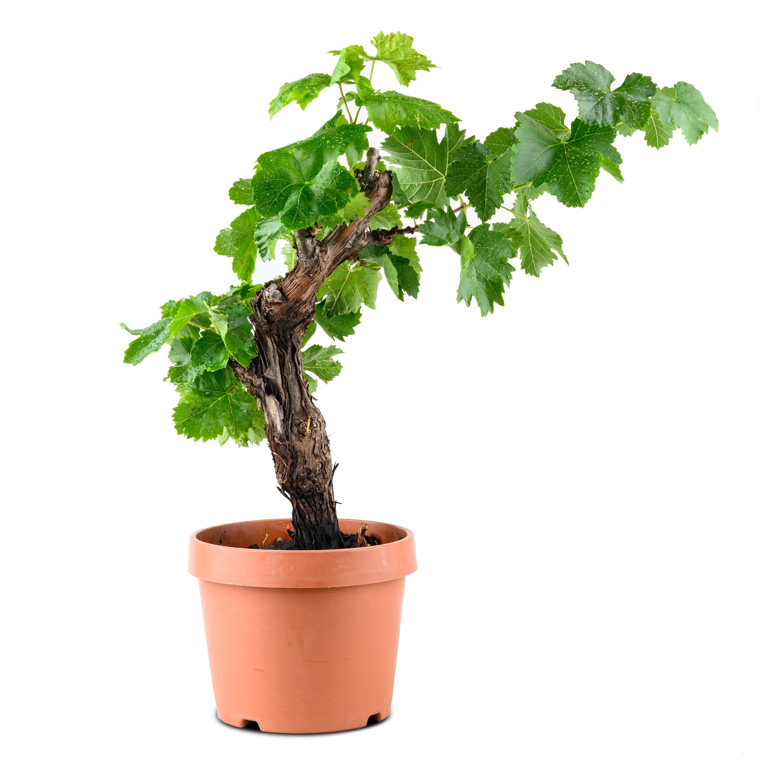 Weinrebe Bonsai [Mezzo] - Vitis vinifera - Ø18cm