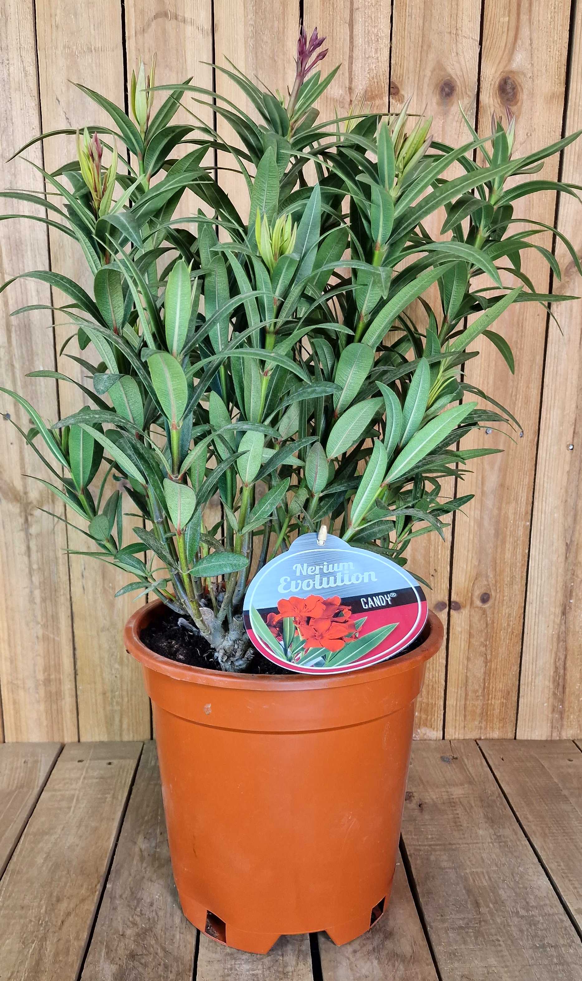 Roter Oleander - Nerium Evolution "Candy" - Busch [MEZZO]