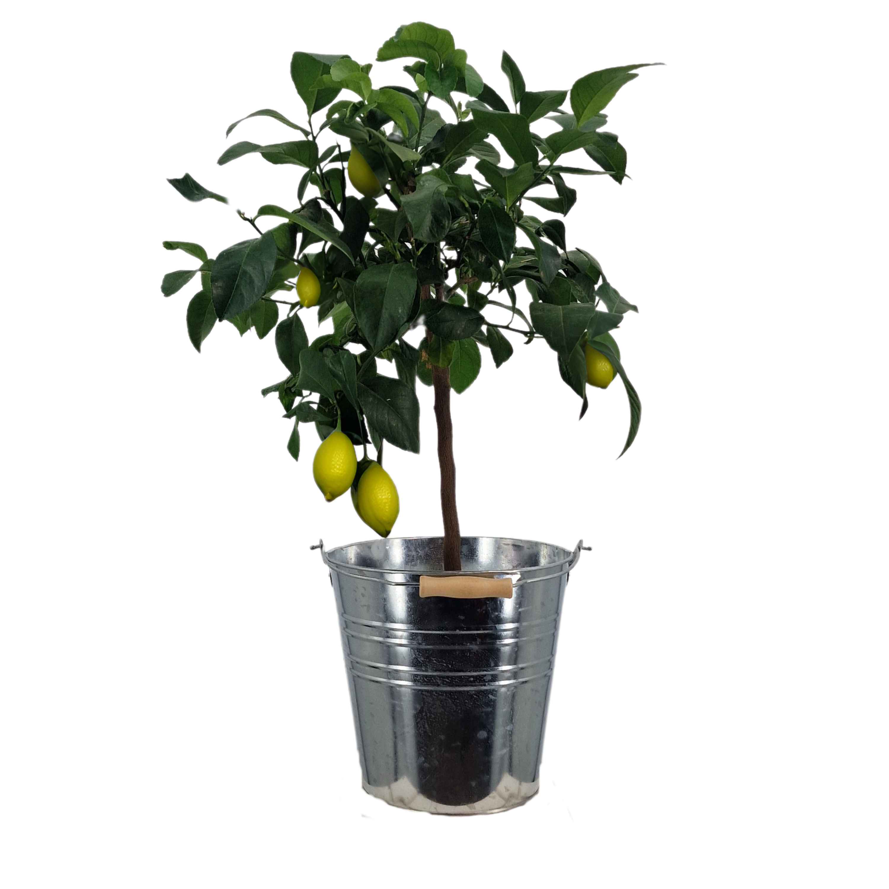Zitrone [Mezzo] in Zinkeimer - Citrus limon - echte Zitrone
