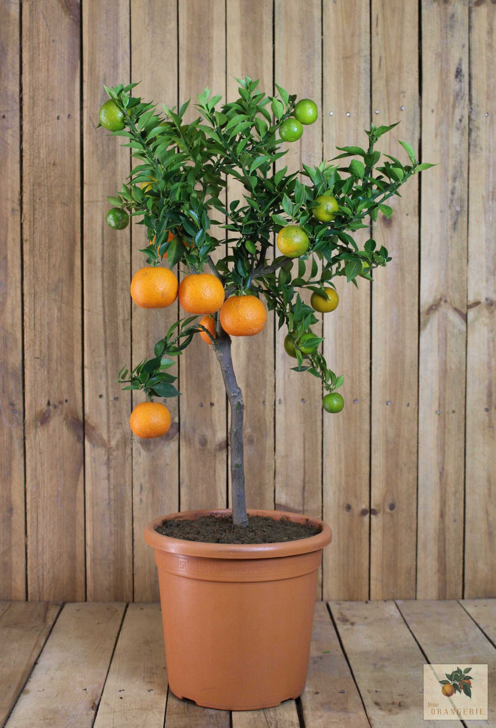 Chinotto - Citrus aurantium var. myrtifolia - Myrtenblättrige Zwergpomeranze