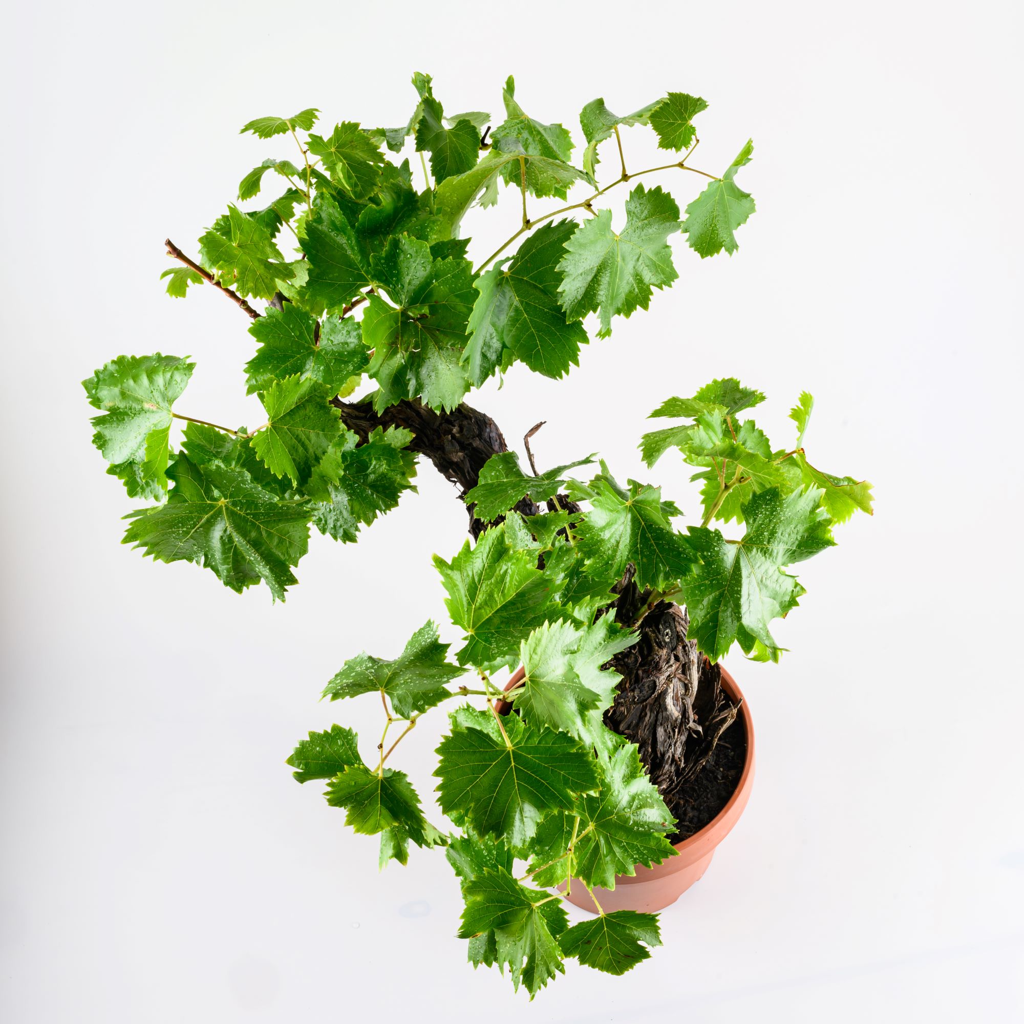 Weinrebe Bonsai [Grande] - Vitis vinifera - Ø22cm