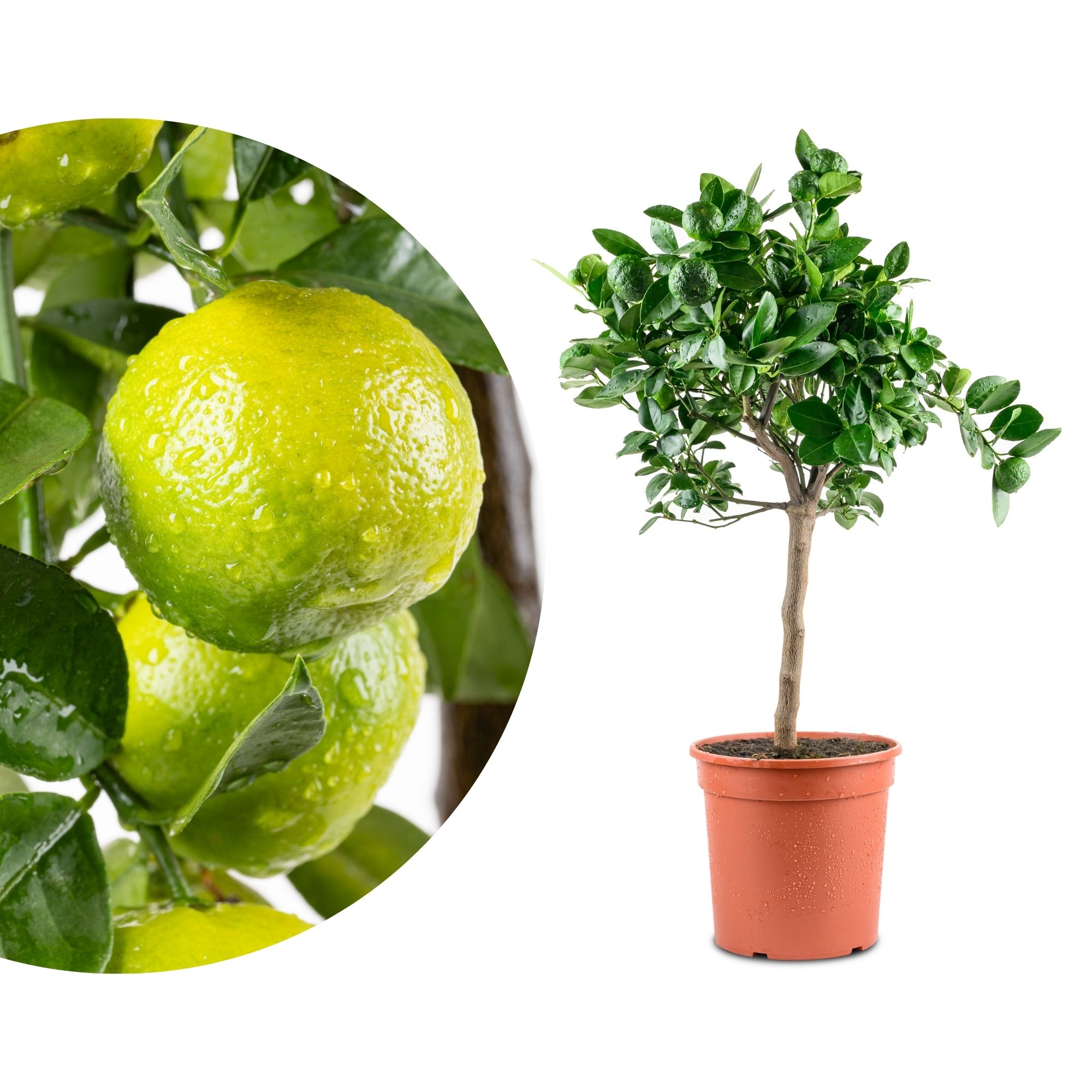 Pursha Limette - Citrus limetta Pursha Pursha Limette - Citrus limetta Pursha