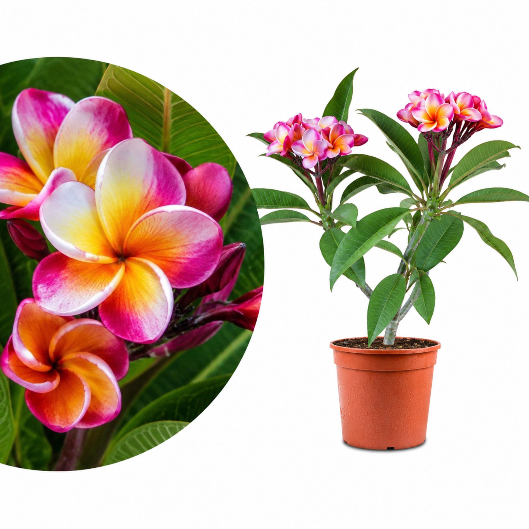 Frangipani Ø 20 'Captivate' - Plumeria rubra - Pomelia