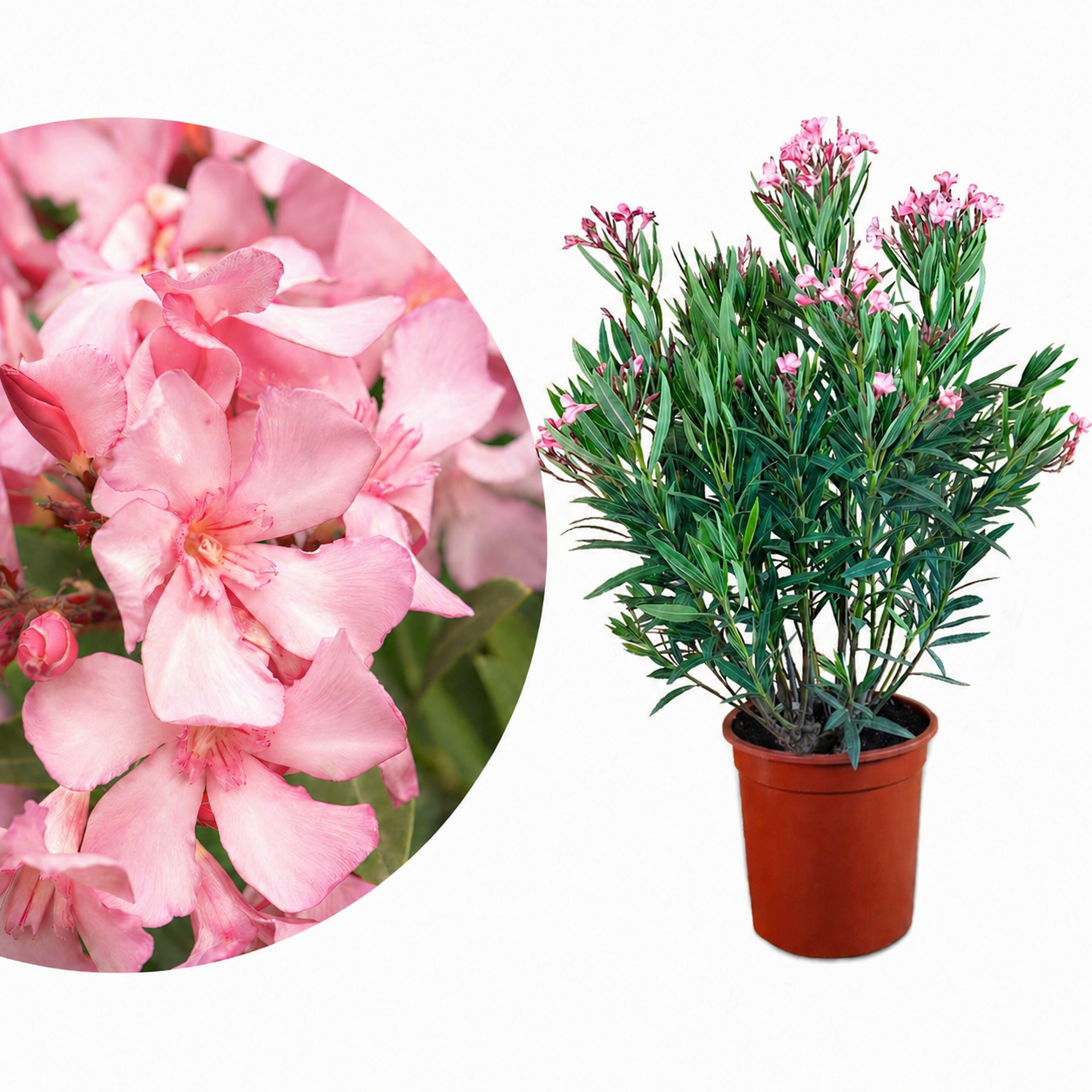 Pinker Oleander 'Villa Romaine' [Grande]
