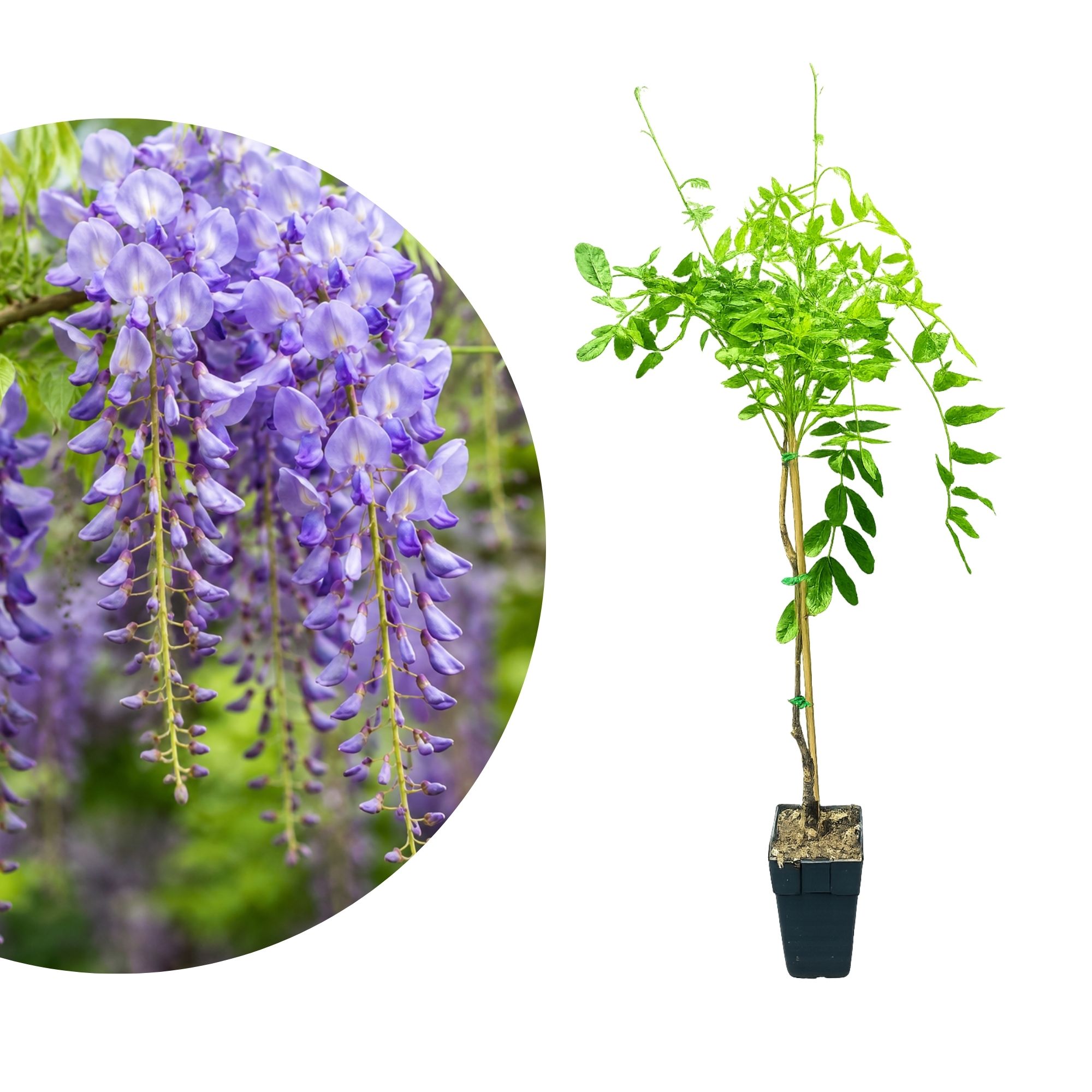 Chinesischer Blauregen 'Prolific' - Wisteria sinensis Prolific
