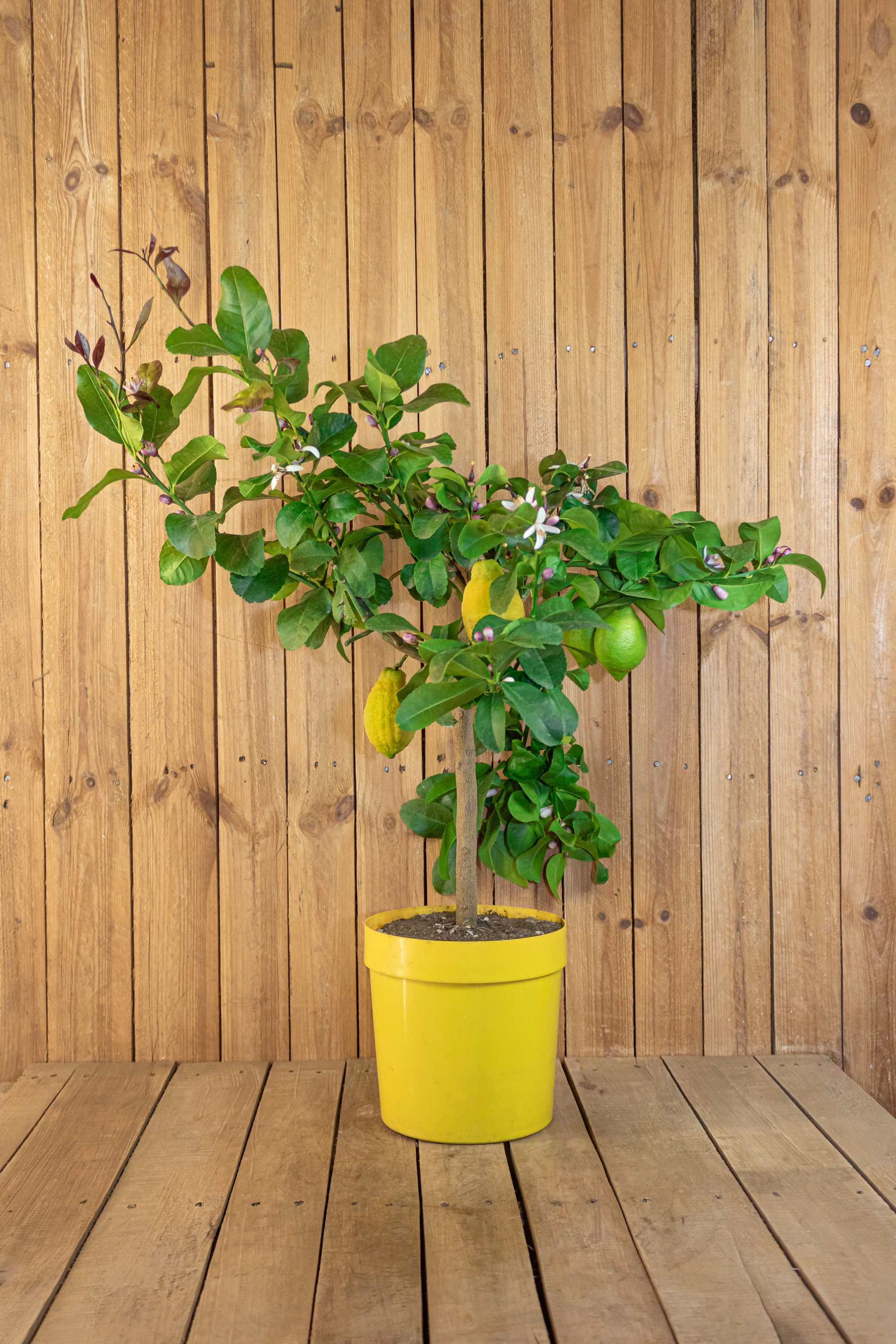 Carrubaro Zitrone - Citrus Limon 'Feminello Carrubaro' - Sizilianische Zitrone