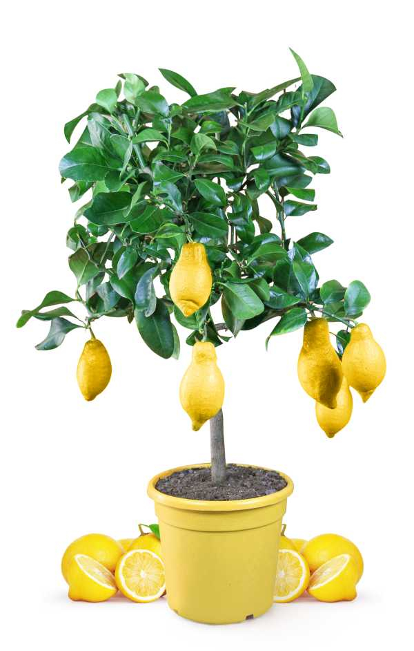 Zitronenbaum  - Citrus limon - echte Zitrone