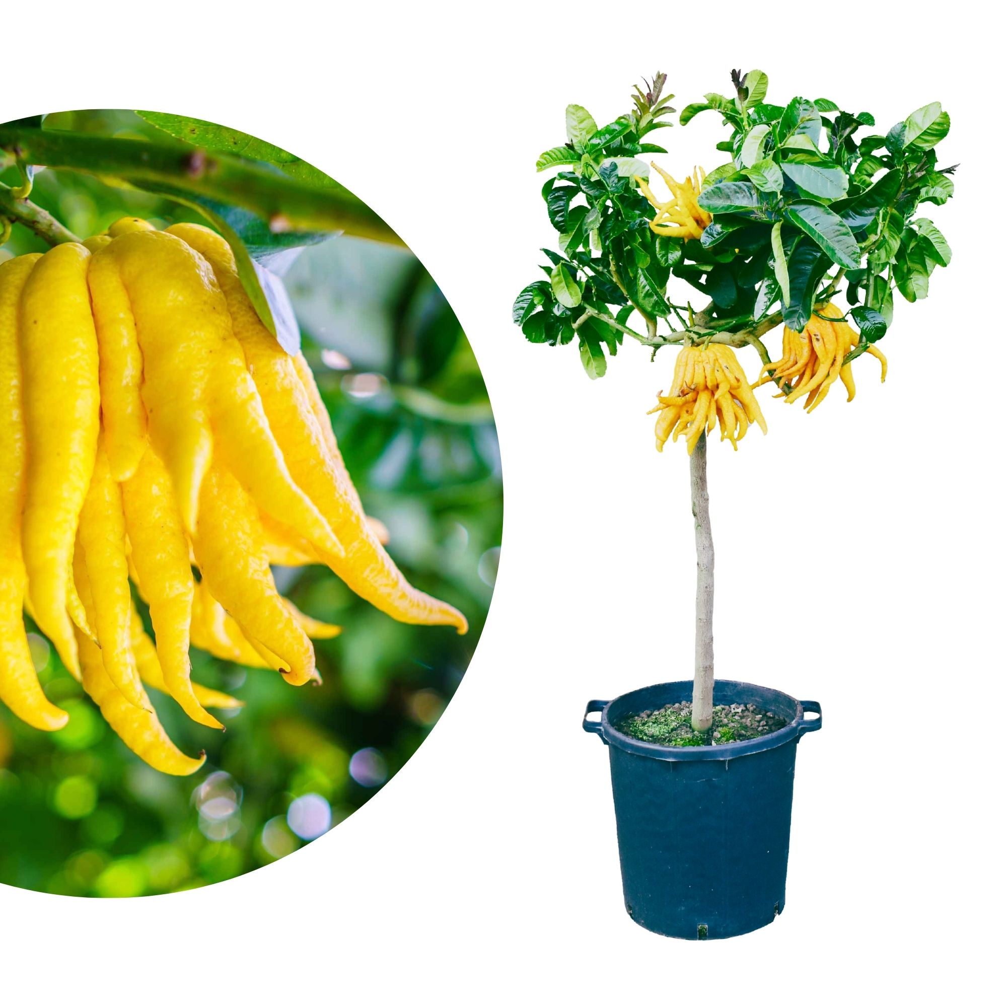 Buddhas Hand Zitrone [Molto Grande] - Citrus medica ‘Digitata’ - Mano di Buddha