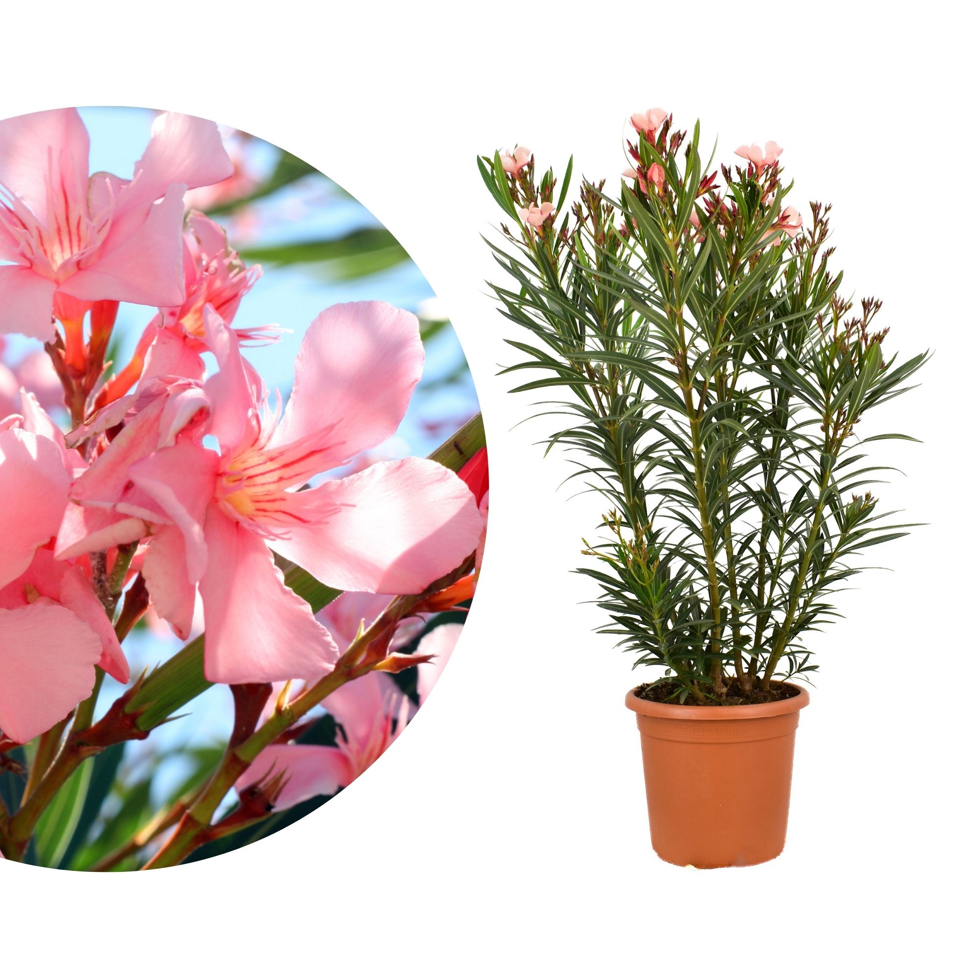 Lachsfarbener Oleander 'Soleil Levant'