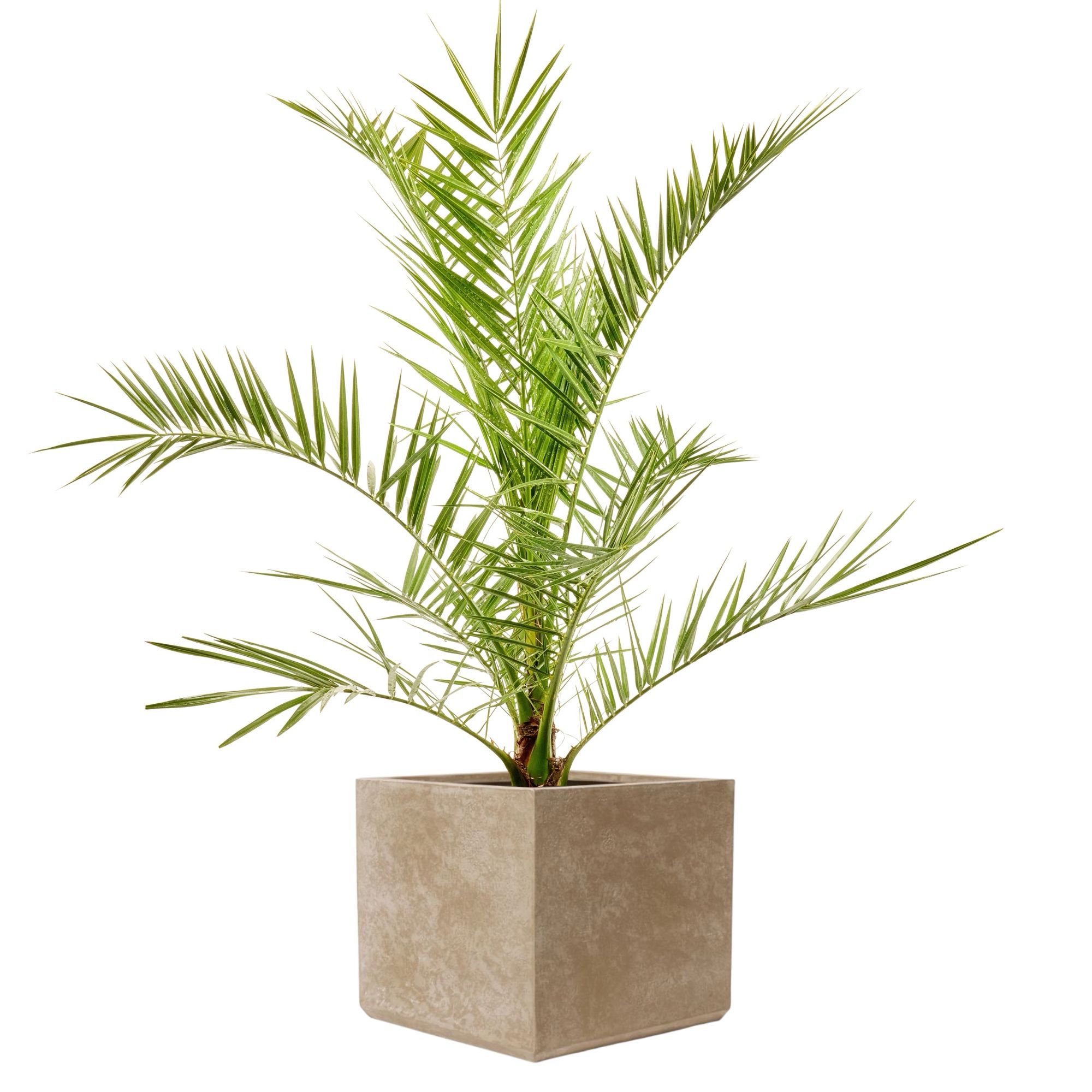 Pflanztopf Travertin - eckig - Edles Pflanzgefäß aus GFK - Leicht & Robust