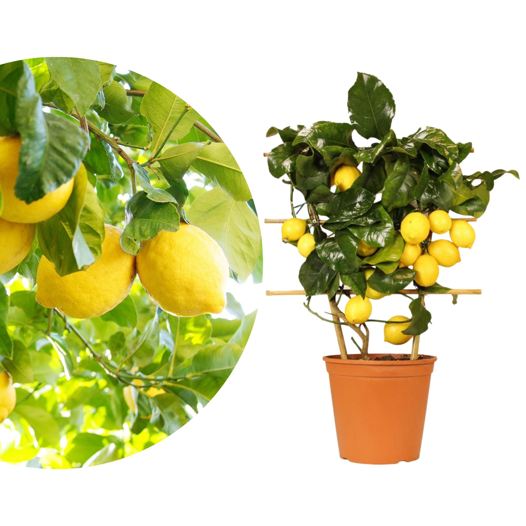 Zitronenbaum Spalier Zitronenbaum Spalier