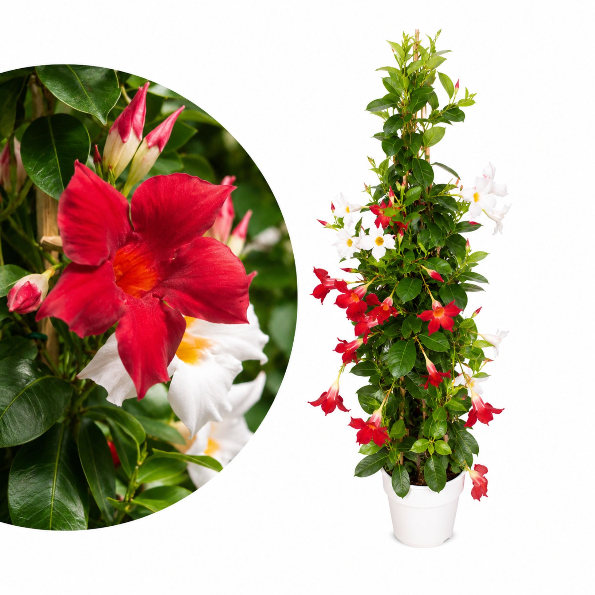 Rot/Weiße Dipladenia [Grande] - Sundaville Pyramide - Mandevilla Kopie