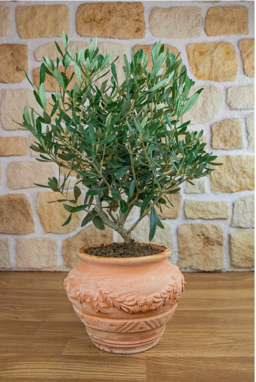 Olivenbaum im Terracotta-Topf "Orcio"