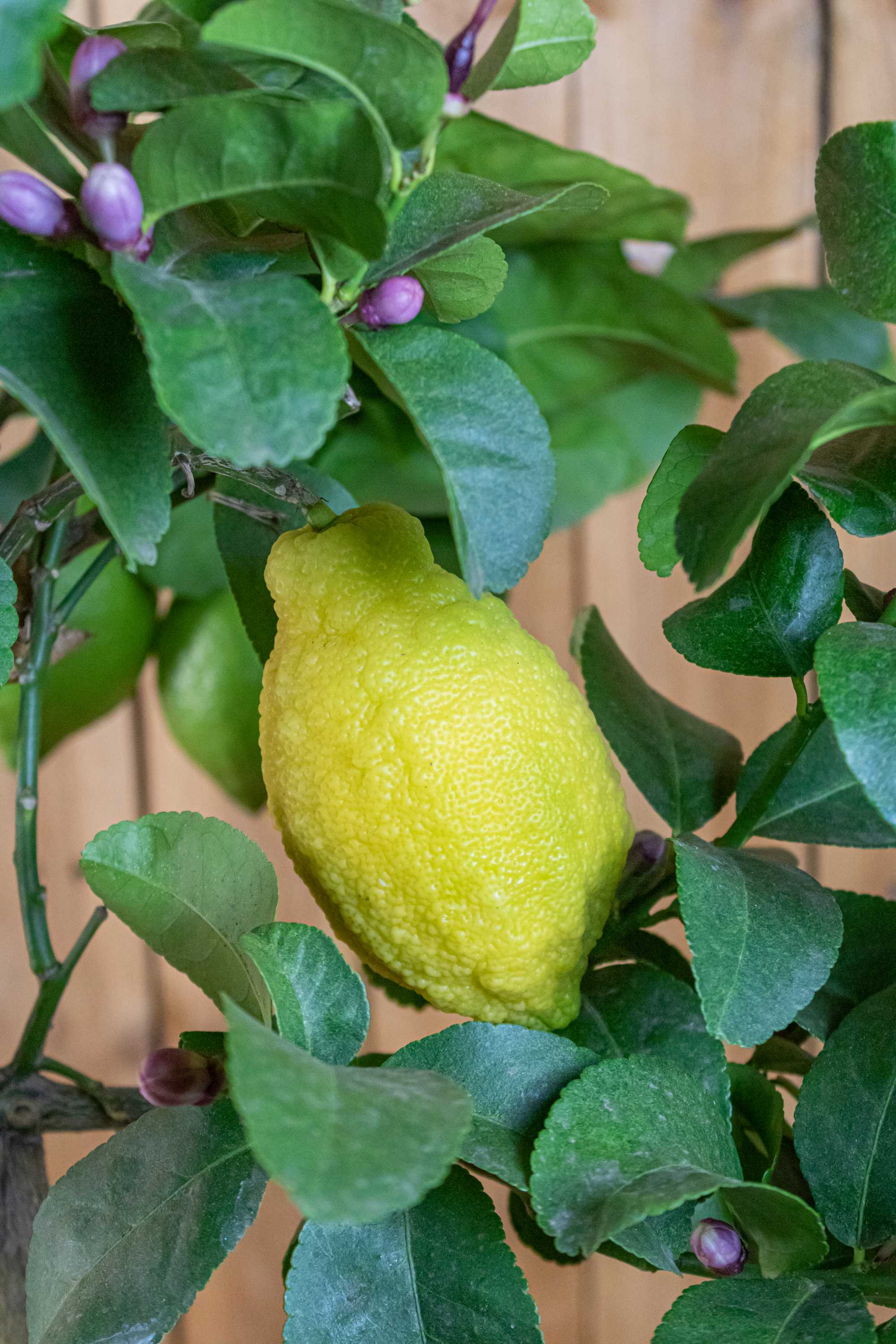 Carrubaro Zitrone [MOLTO GRANDE] - Citrus Limon 'Feminello Carrubaro' - Sizilianische Zitrone