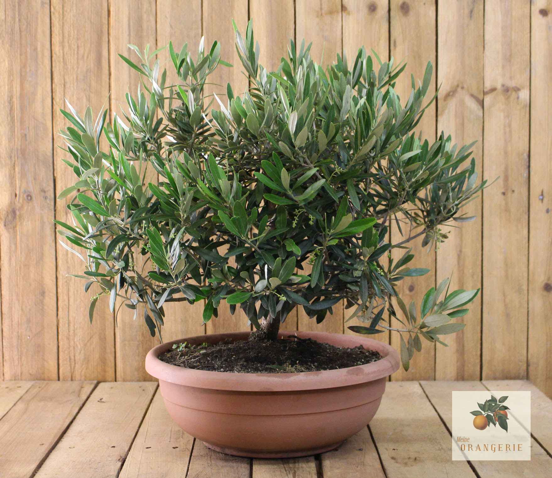 Olivenbaum "Bonsai Grande" - Olea europaea - echte Olive