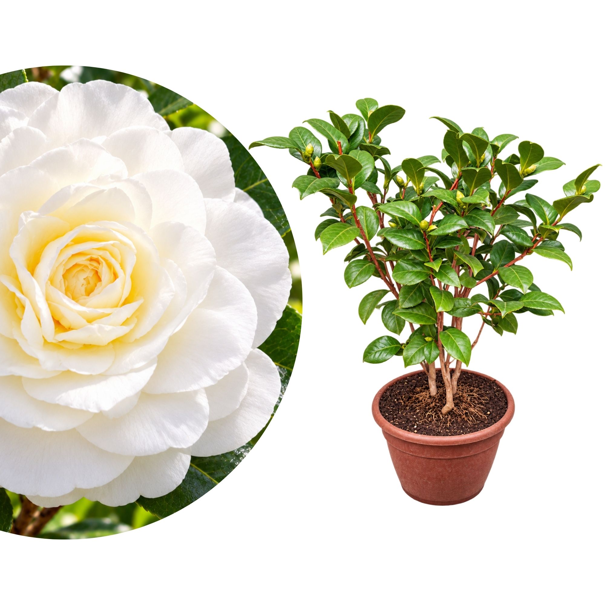 Kamelie "Bonsai" Nuccio's Gem - Camelia bianca