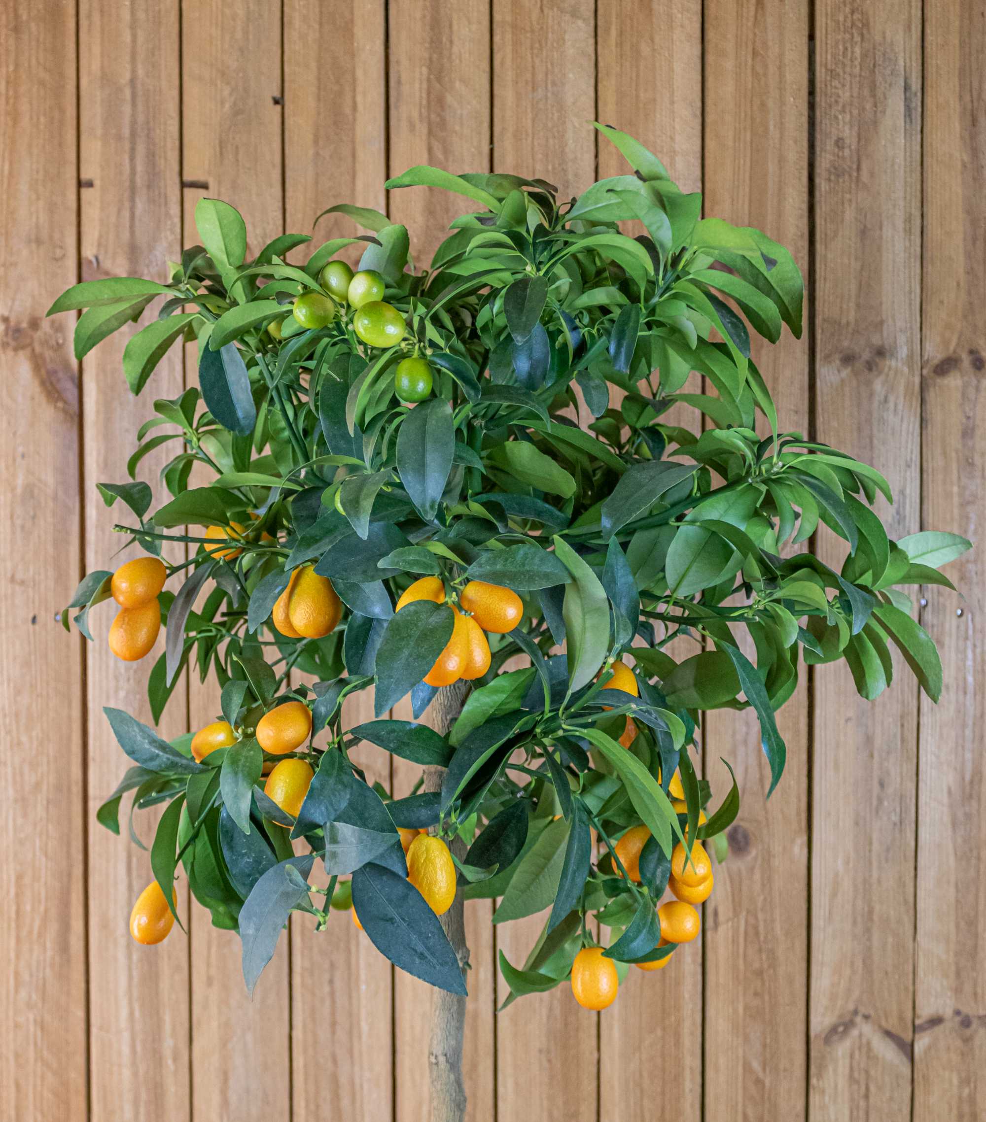 Kumquat 'Grande'  - Citrus japonica - Fortunella margarita