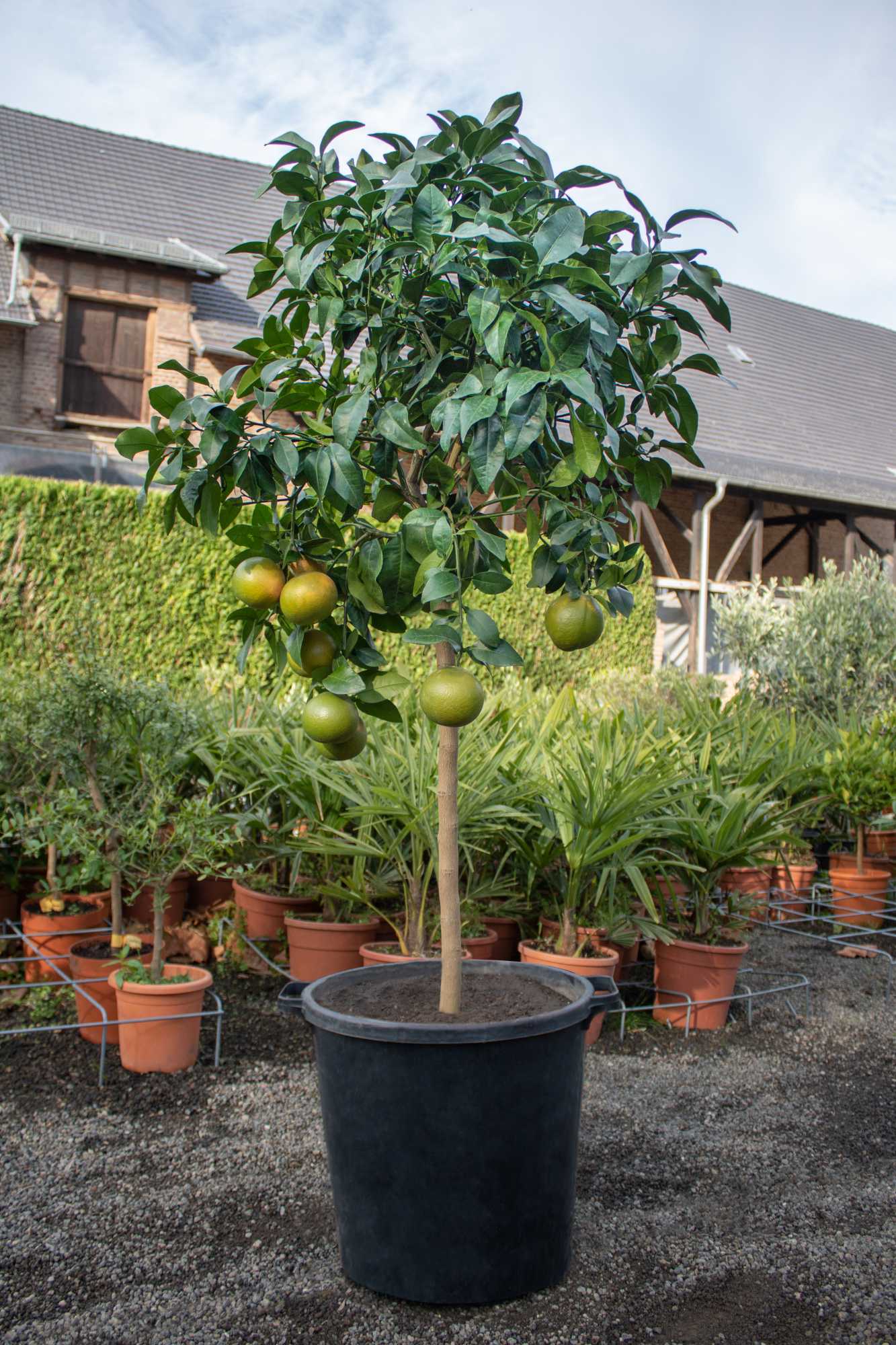 Grapefruit [Molto Grande] - Citrus paradisi