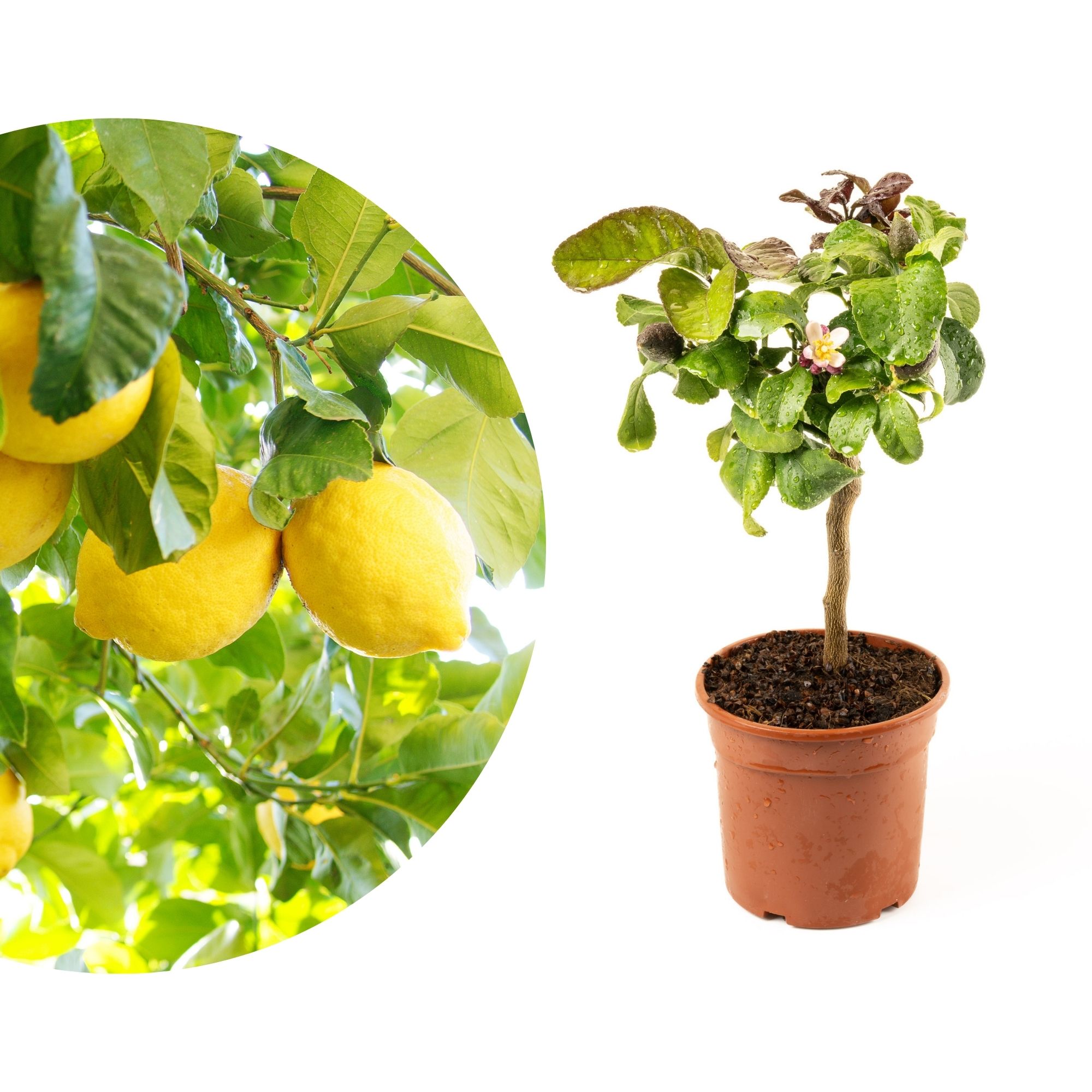 Zitronenbaum [Mini]  - Citrus Limon - echte Zitrone