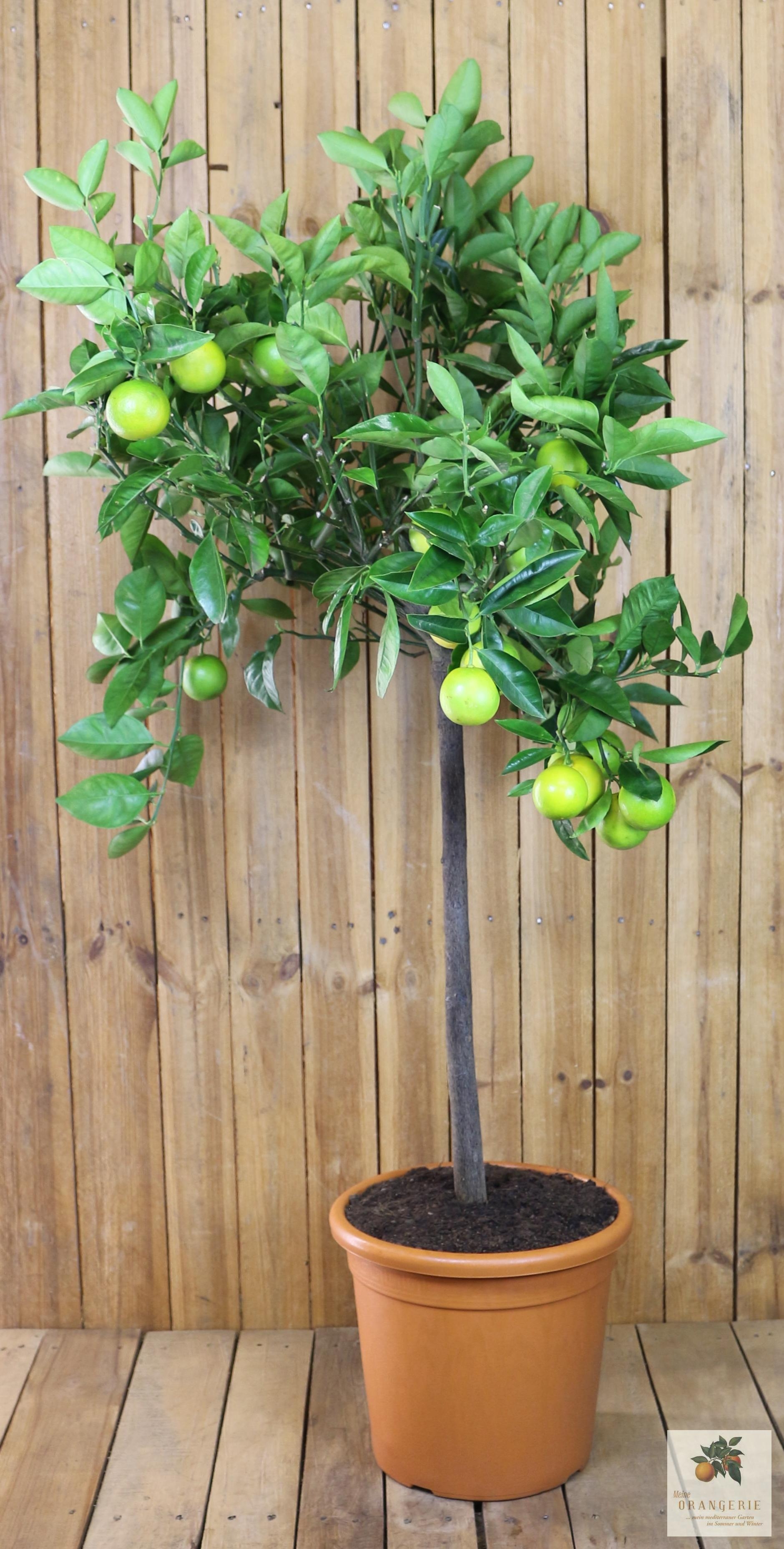 Orangenbaum [Grande] - Citrus Sinensis - Apfelsine
