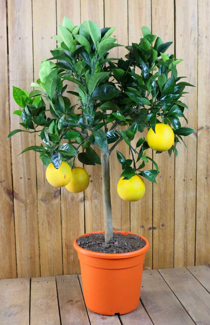Orangenbaum 'Mezzo' - Citrus Sinensis - Apfelsine