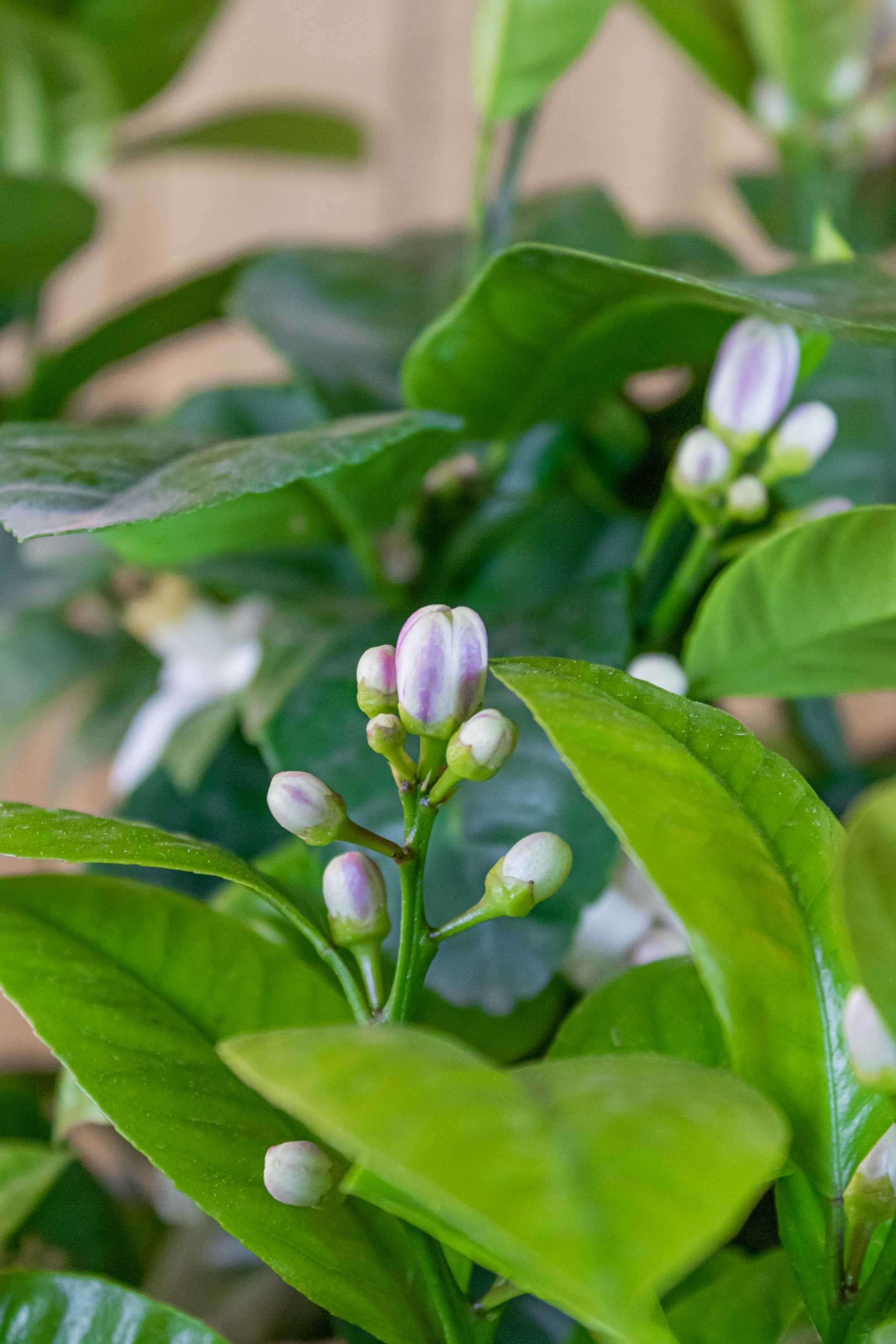 [RESTPOSTEN] Orangenbaum 'Arcobal' - Citrus Sinensis 'Arcobal' - Regenbogen Orange