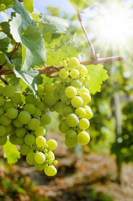 Weinrebe Bonsai [Grande] - Vitis vinifera - Ø22cm