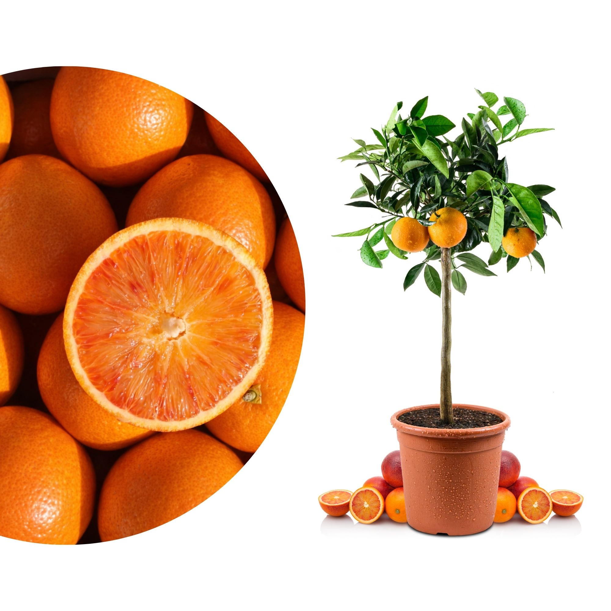 Blutorangenbaum Tarocco [Mezzo] - Citrus Sinensis 'Tarocco'