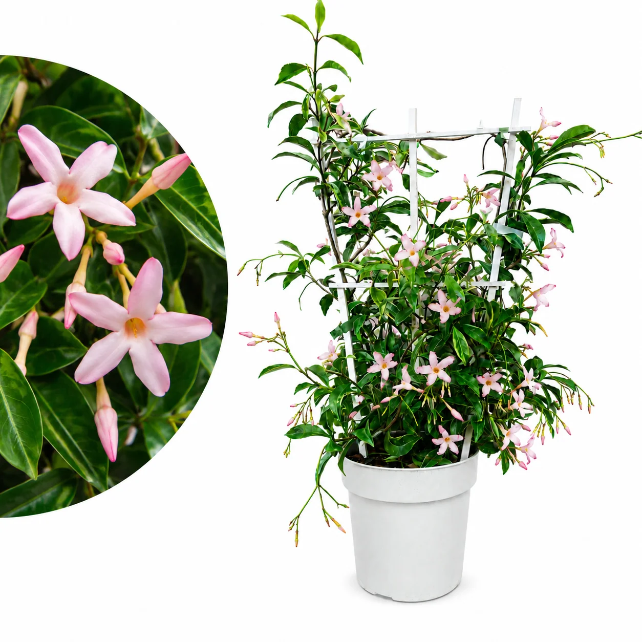 Sternjasmin ‘Star of Milano’ – buntlaubiger Rosa-Sternjasmin