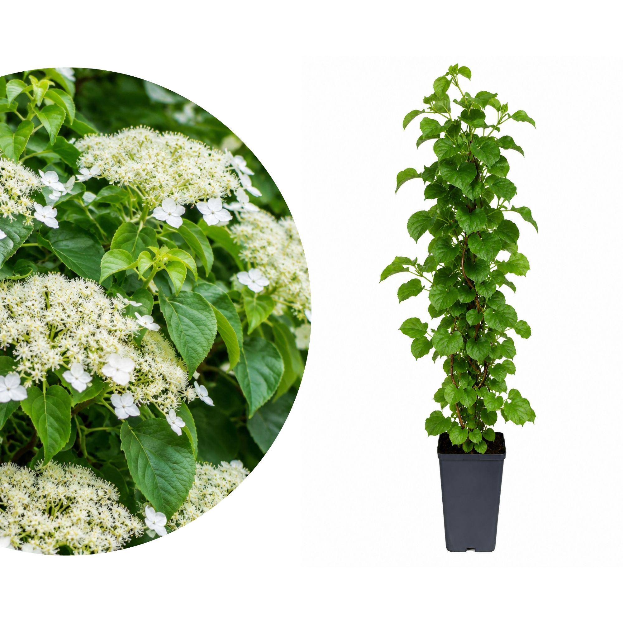 Kletterhortensie - Hydrangea petiolaris
