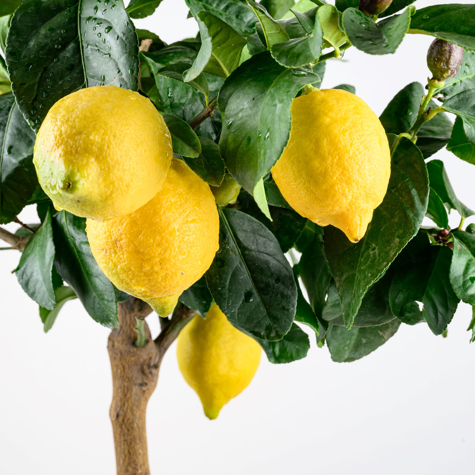 Carrubaro Zitrone [Mezzo] - Citrus Limon 'Feminello Carrubaro' - Sizilianische Zitrone