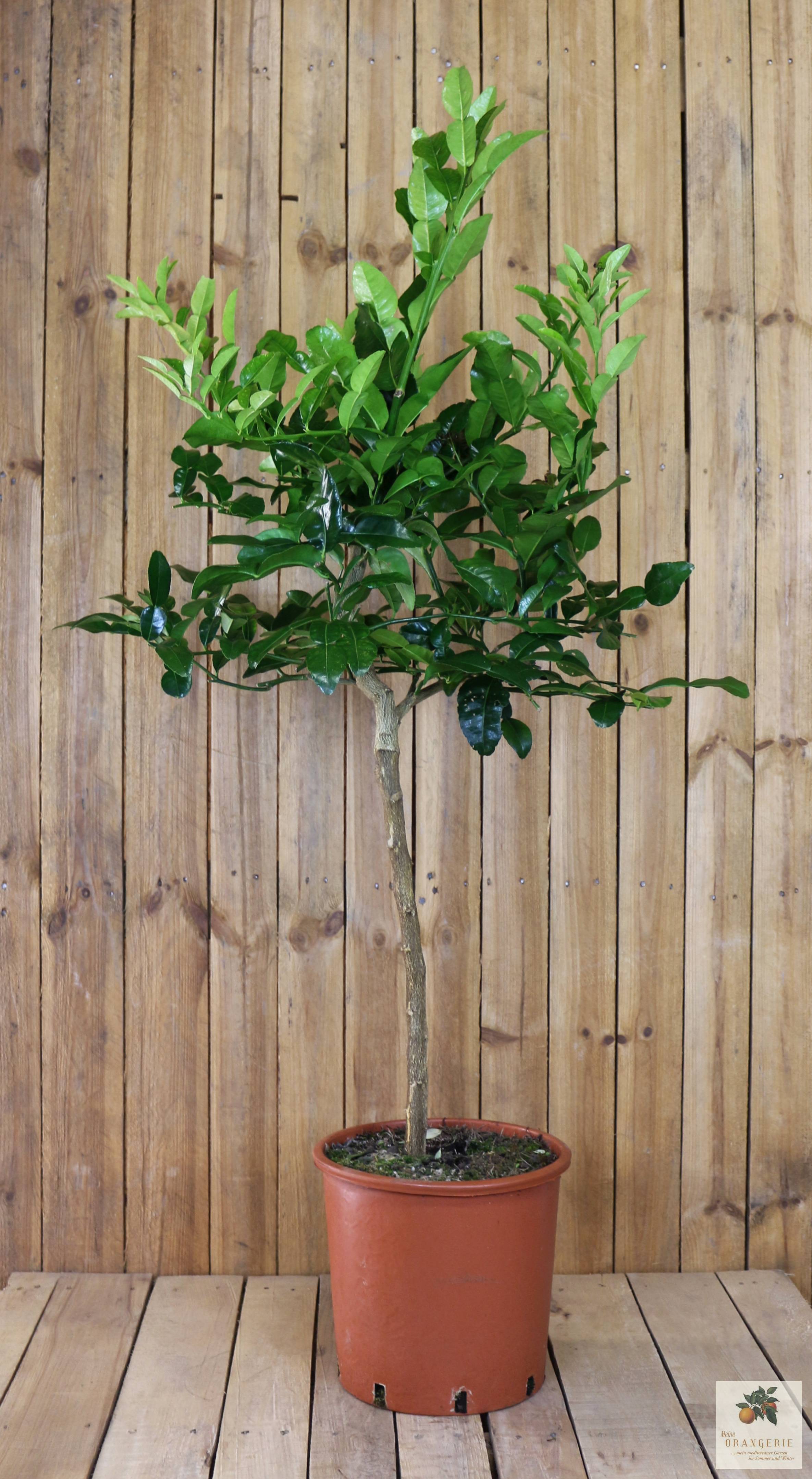 Kaffir Limette - Citrus hystrix - Papeda - Kaffernlimette