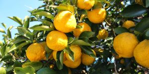 Yuzu