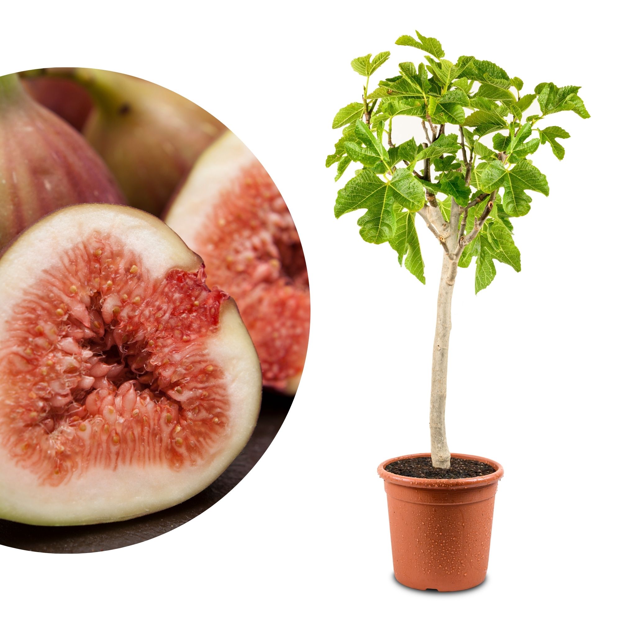 Feige Stämmchen [Grande] - Ficus Carica "Bornholm" - Bornholmfeige - besonders winterhart