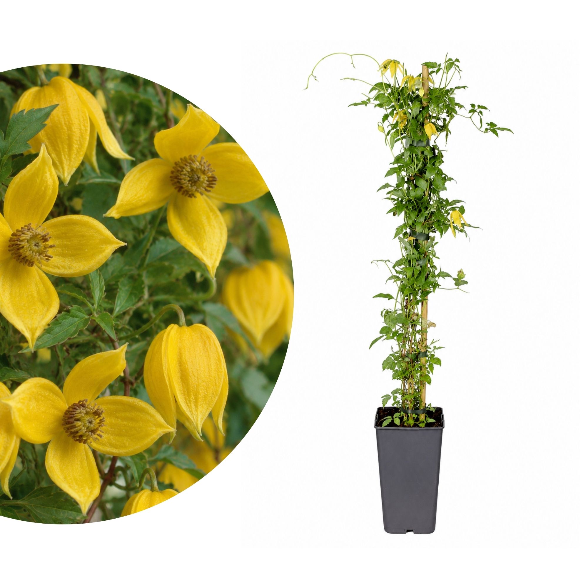 Gold-Waldrebe - Clematis tangutica